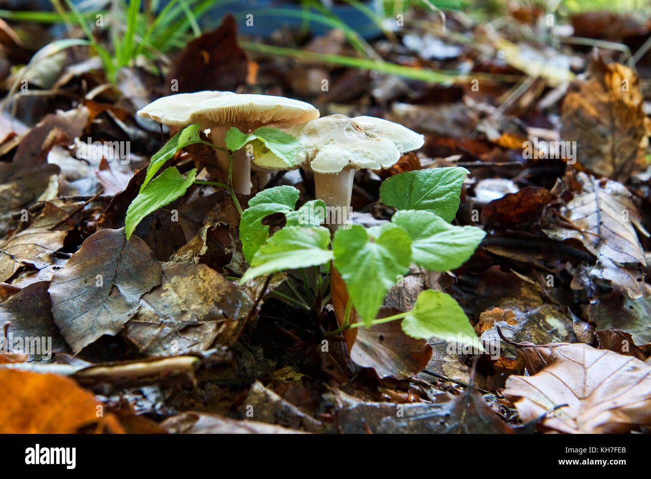 Closeup of fungus on the forest floor Stock Photo - Alamy