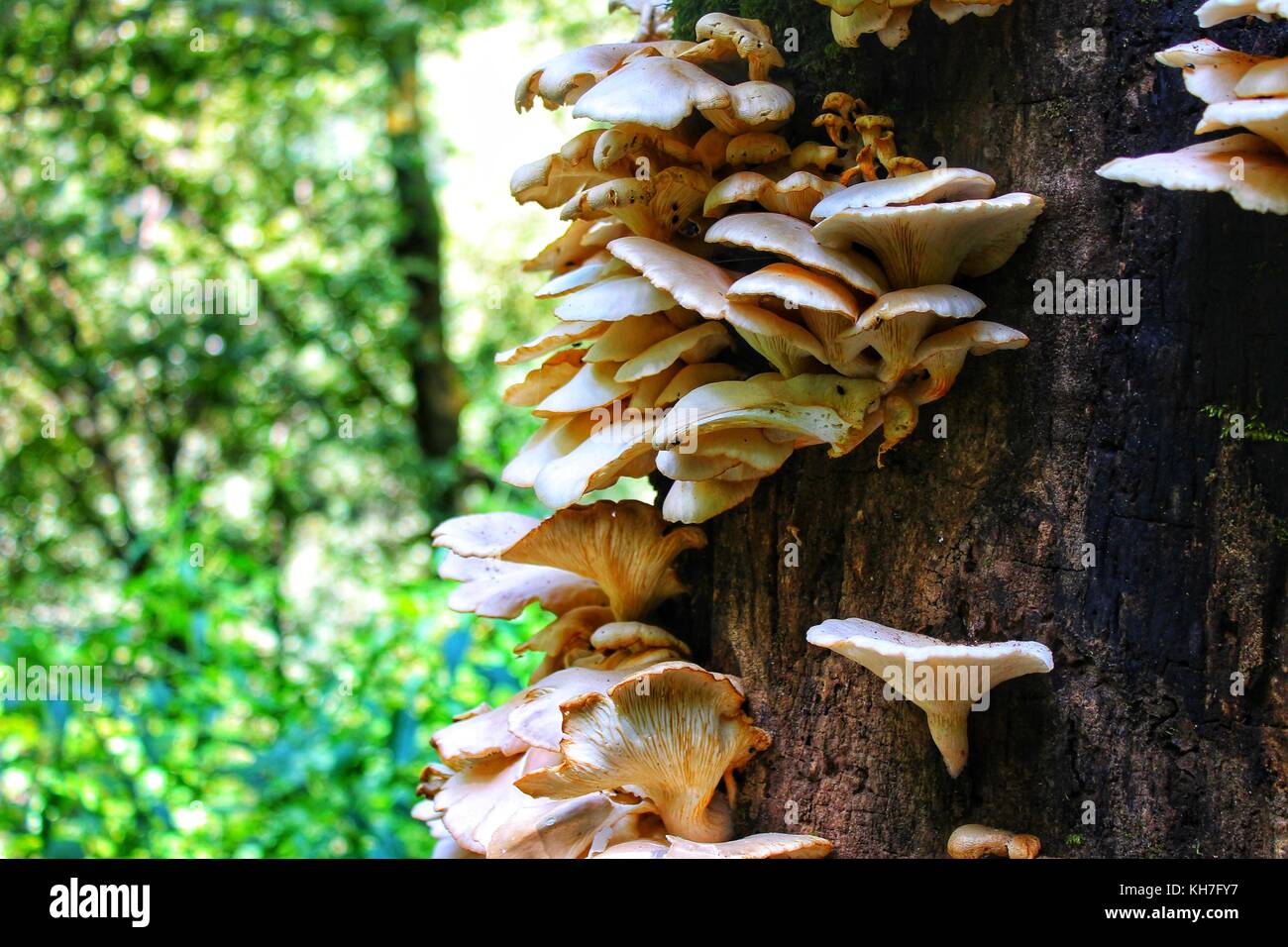 umbrella like mushroom Stock Photo Alamy