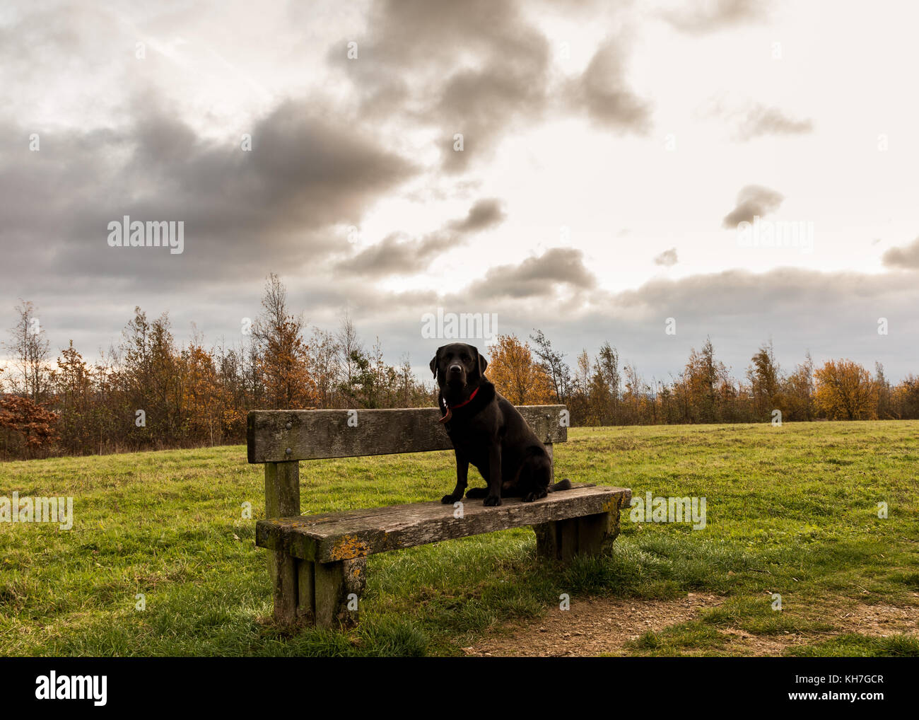 Labrador sat on bench during Nottinghamshire Sunrise - Worksop - Shireoaks - Rhodesia Stock Photo