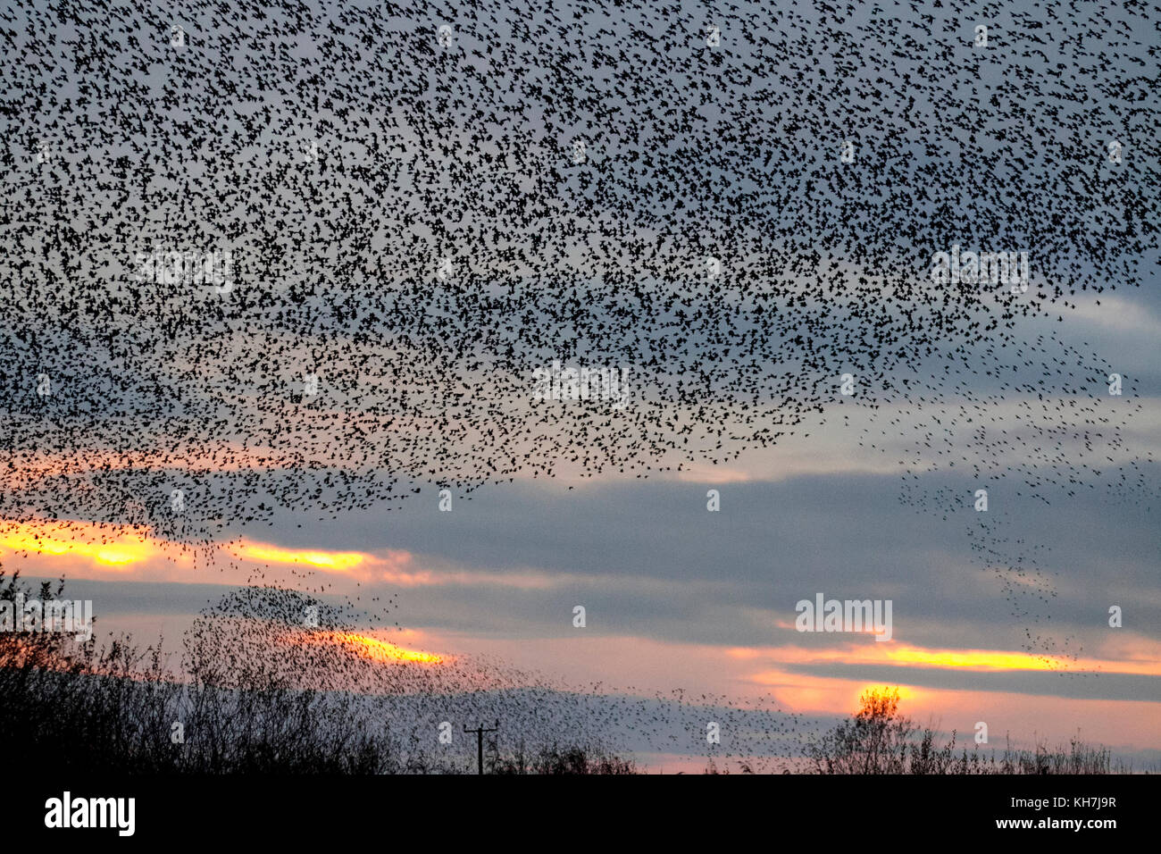 Burscough, Merseyside. 14th Nov, 2017. UK Weather. Spectacular Starling flocks mumurate over Martin Mere nature reserve at sunset as an estimated 50 thousand starlings gather at the onset of a cold winter, as the onset of dusk triggers this autumn gathering and groupings. The murmur or chatter, the interaction between the huge numbers as they fly, is quite intense and is thought to form part of a communication of sorts. These huge flocks are the largest seen in the last for 12 years and are attracting large numbers of birdwatchers to the area. Credit. MediaWorldImages/AlamyLiveNews Stock Photo