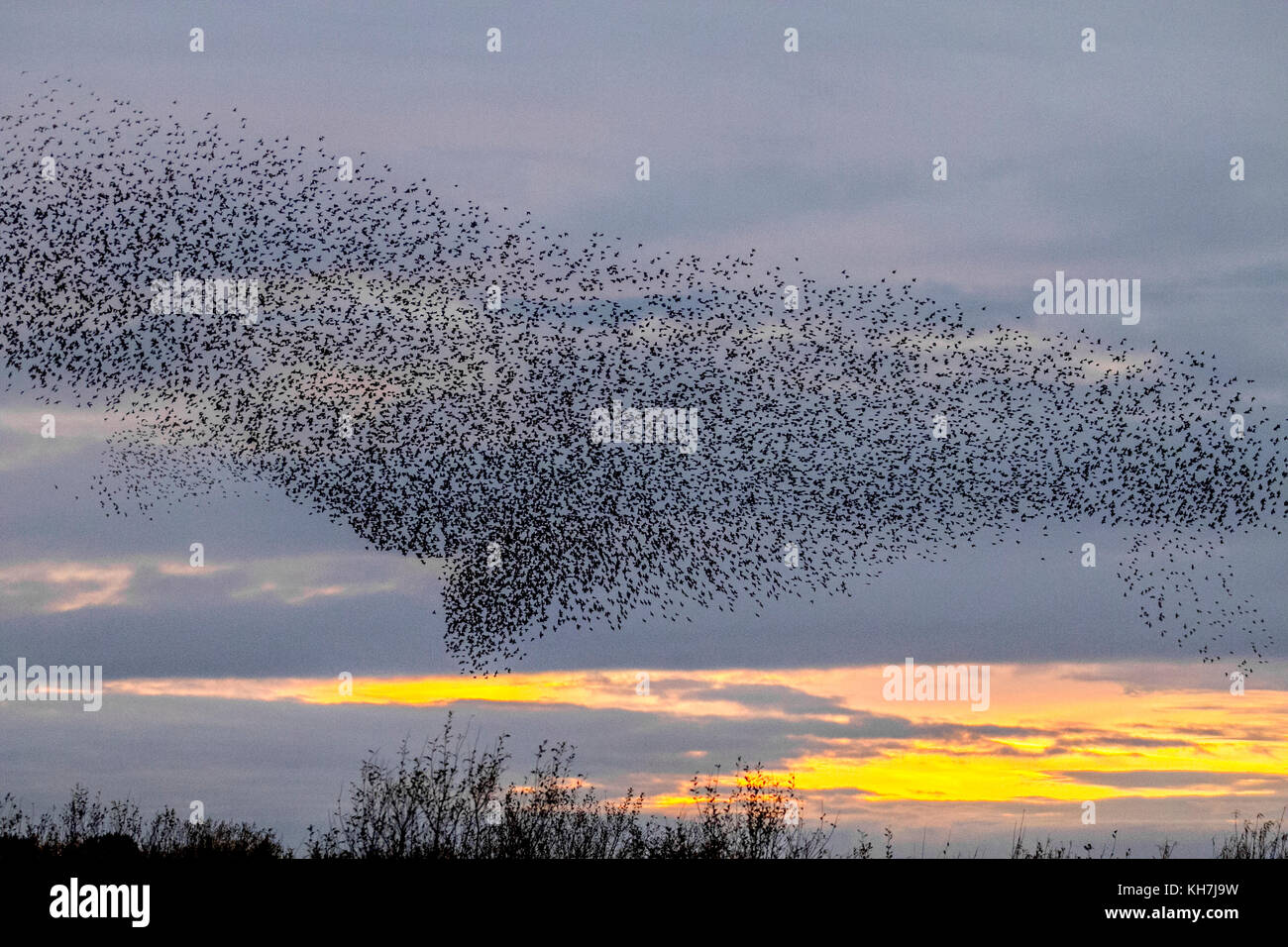 Burscough, Merseyside. 14th Nov, 2017. UK Weather. Spectacular Starling flocks mumurate over Martin Mere nature reserve at sunset as an estimated 50 thousand starlings gather at the onset of a cold winter, as the onset of dusk triggers this autumn gathering and groupings. The murmur or chatter, the interaction between the huge numbers as they fly, is quite intense and is thought to form part of a communication of sorts. These huge flocks are the largest seen in the last for 12 years and are attracting large numbers of birdwatchers to the area. Credit. MediaWorldImages/AlamyLiveNews Stock Photo