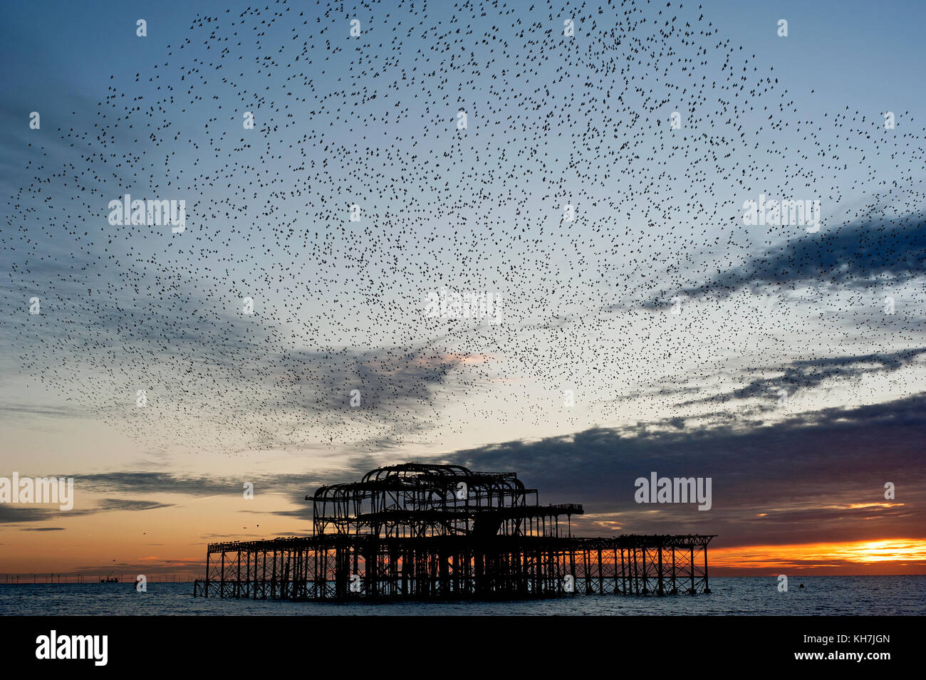 Murmuration over the ruins of Brighton's West Pier on the south coast of England. A flock of starlings swoops in a unified mass over the pier at sunset. Stock Photo