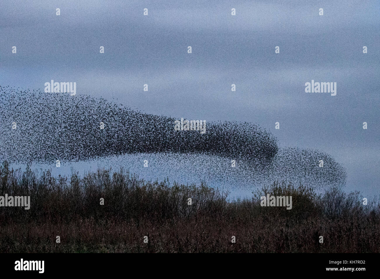 Burscough, Merseyside, UK Weather 15th November, 2017. Spectacular Starling flocks mumurate over Martin Mere nature reserve at sunset as an estimated 50 thousand starlings gather at the onset of a cold winter, and the early nights trigger this autumn gathering and groupings. The murmur or chatter, the interaction between the huge numbers as they fly, is quite intense and is thought to form part of a communication of sorts. These huge flocks are the largest seen in the last for 12 years and are attracting large numbers of birdwatchers to the area. Credit. MediaWorldImages/AlamyLiveNews Stock Photo