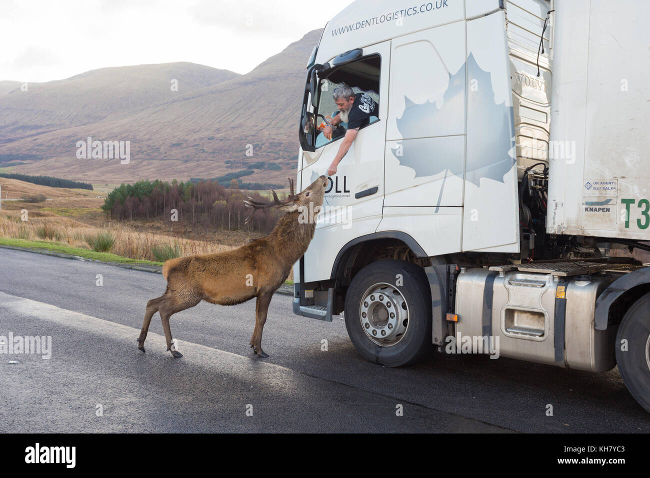 Red deer stag being fed by a lorry driver, Scotland UK Stock Photo