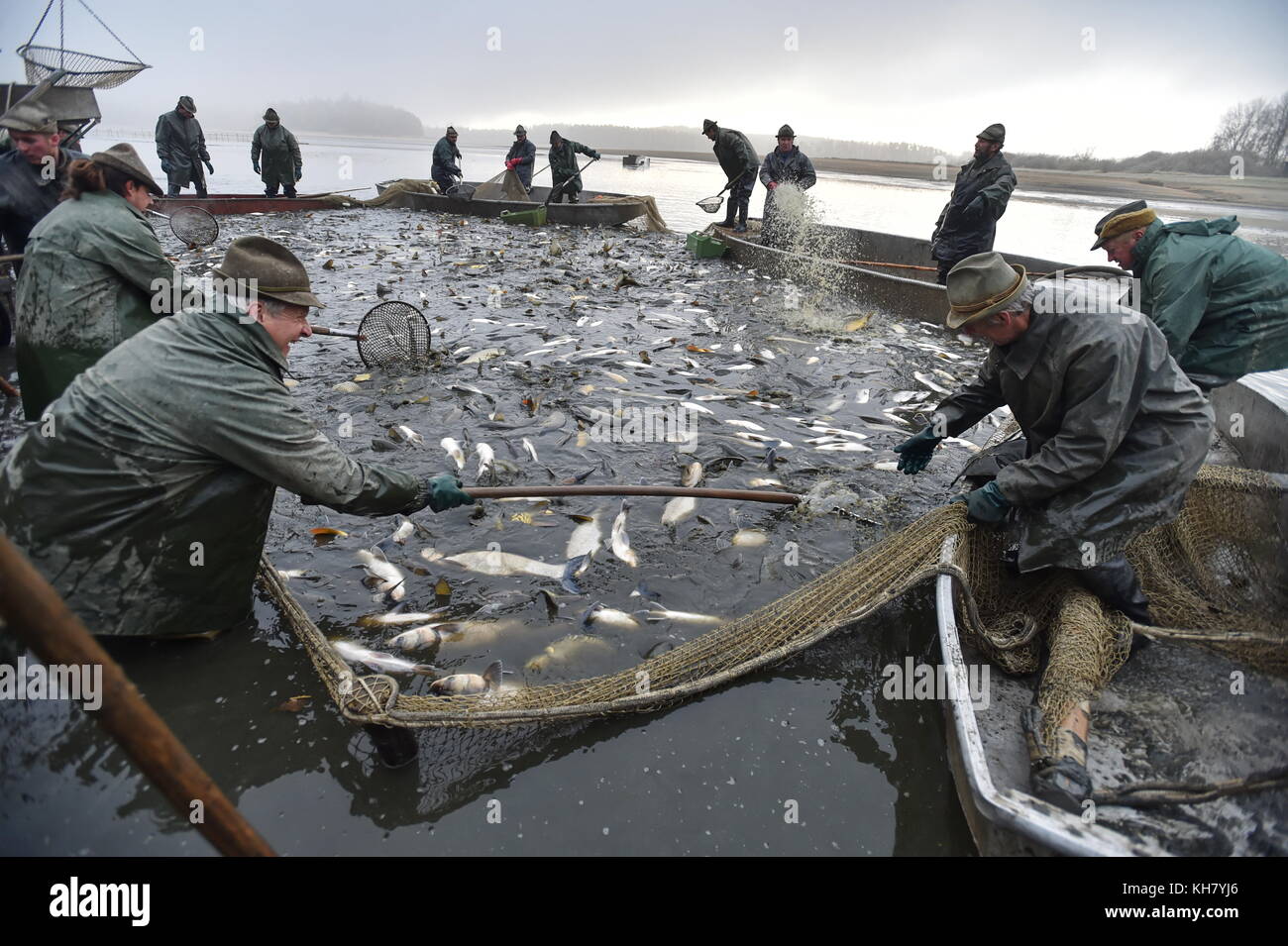 Zar Fish Zar, Czech Republic. 16th Nov, 2017. Fishermen fish out the Zarsky pond ...