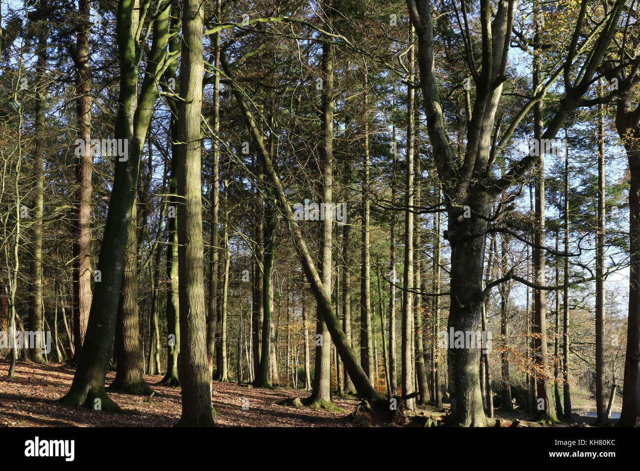 Hillsborough Forest Park, County Down, Northern Ireland. 16 November