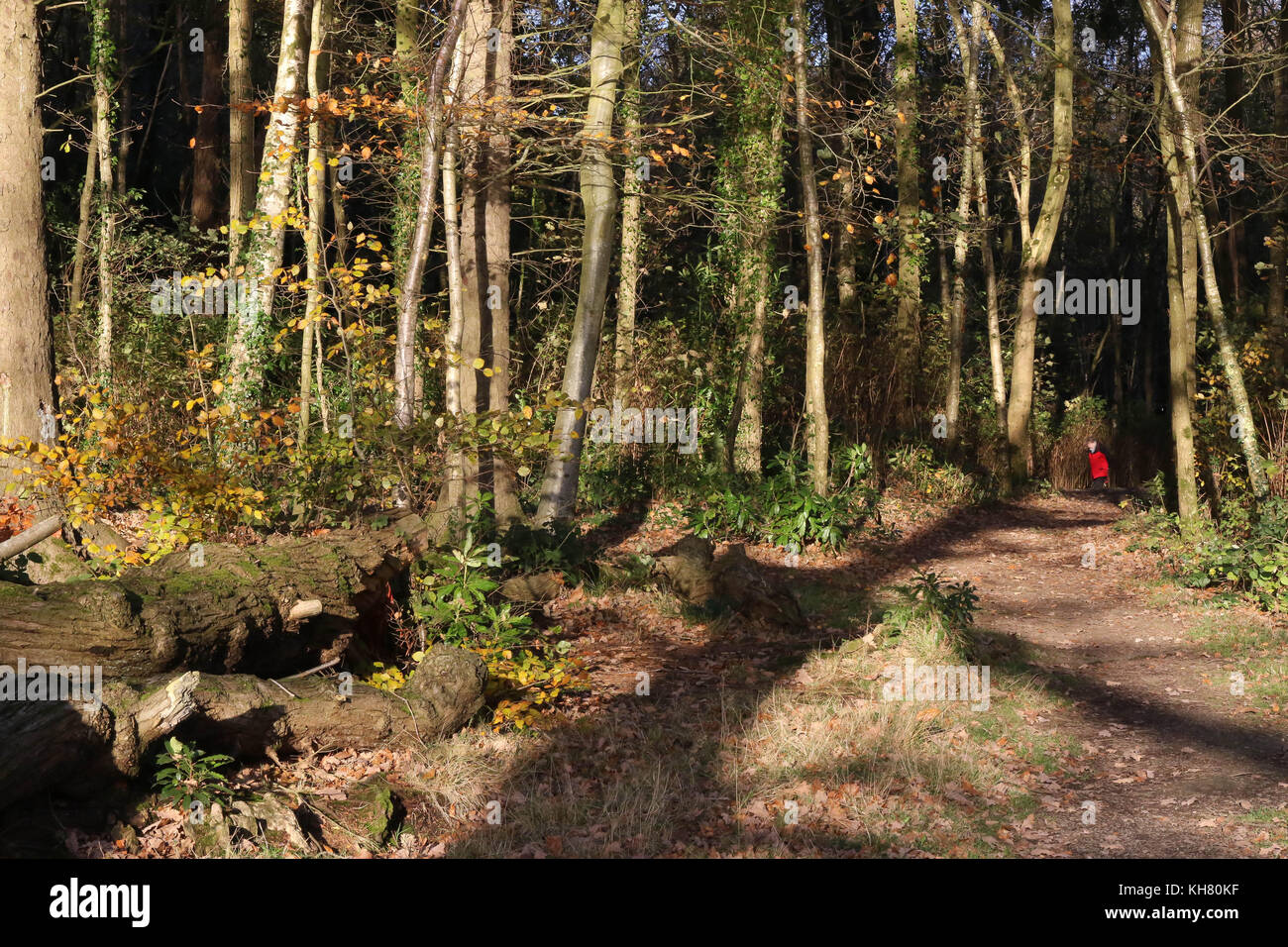Hillsborough Forest Park, County Down, Northern Ireland. 16 November