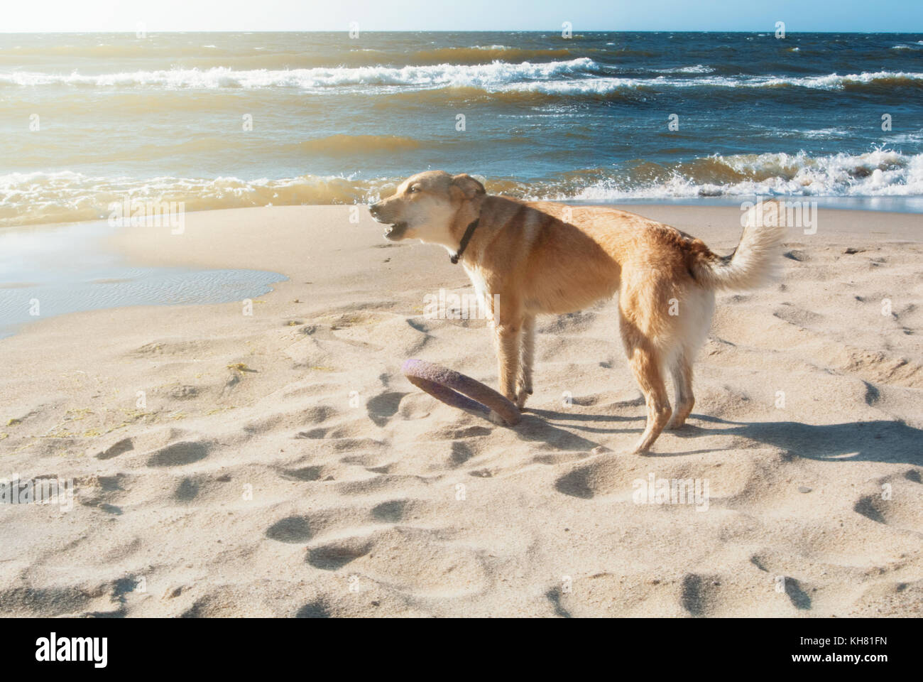 A dog with frisbee barking on the sand dune at the beach in the evening