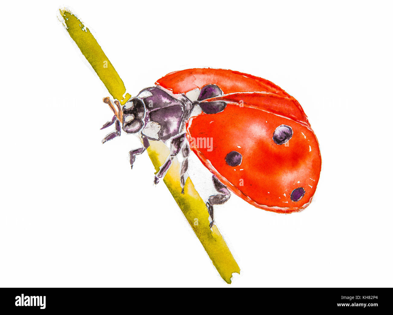 A ladybird (ladybug) closeup clinging to a flower stem. - watercolour style painting Stock Photo
