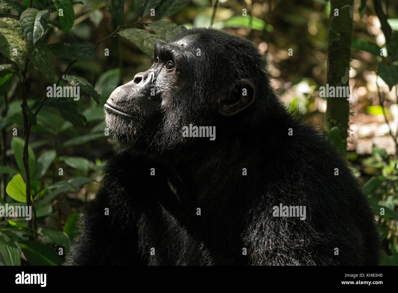 Alpha male Chimpanzee Kimbale Forest National Park Uganda Africa Stock Photo