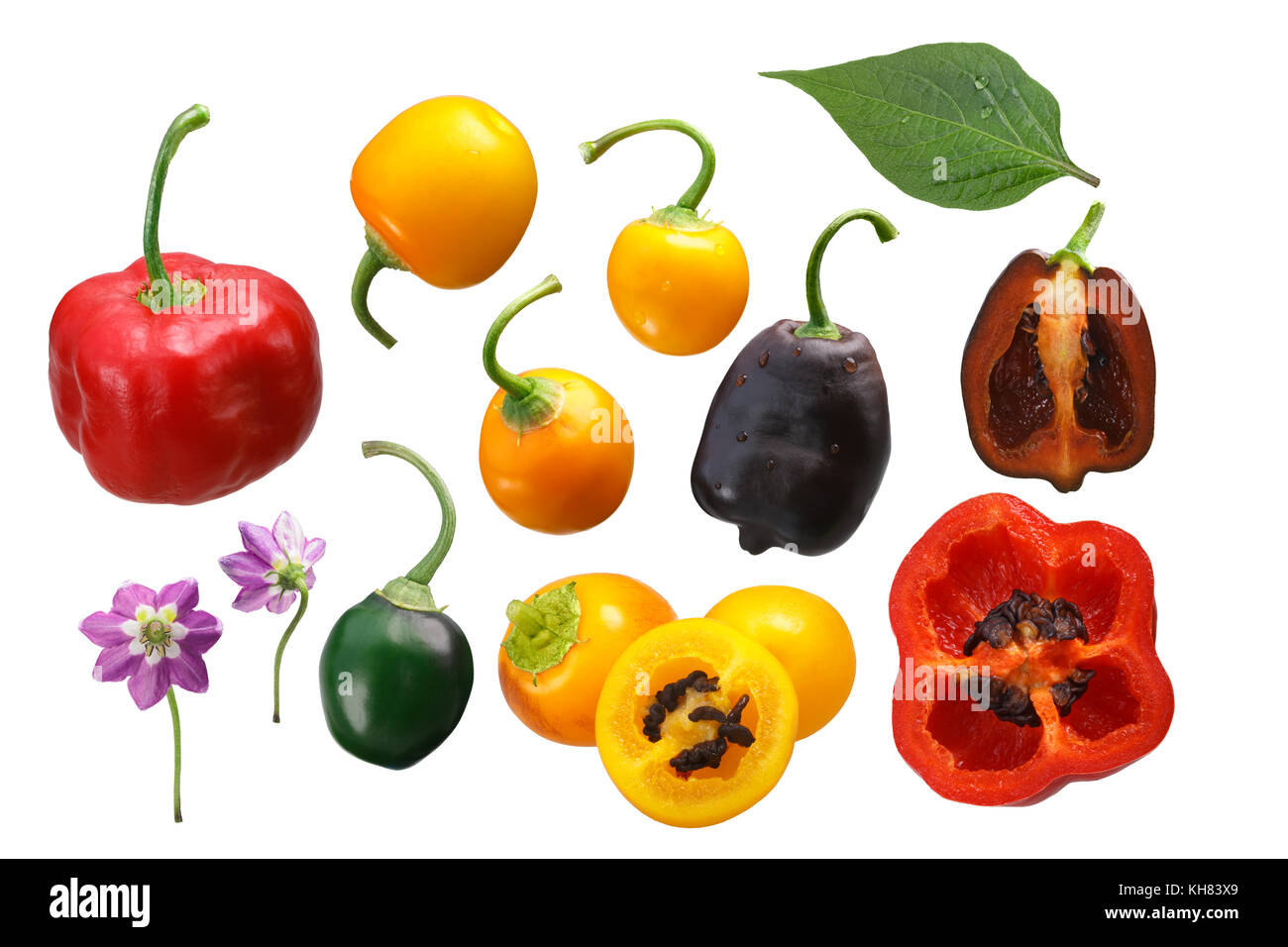 Rocoto chile peppers (Capsicum pubescens), different cultivars