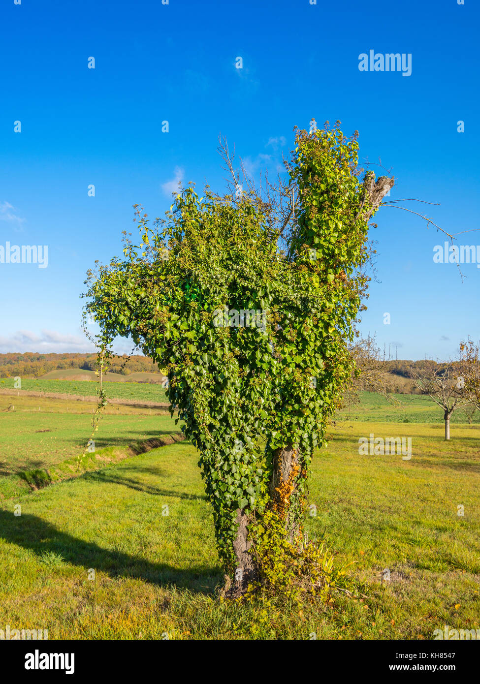 Dying apple tree from Creeping Ivy growth - France. Stock Photo