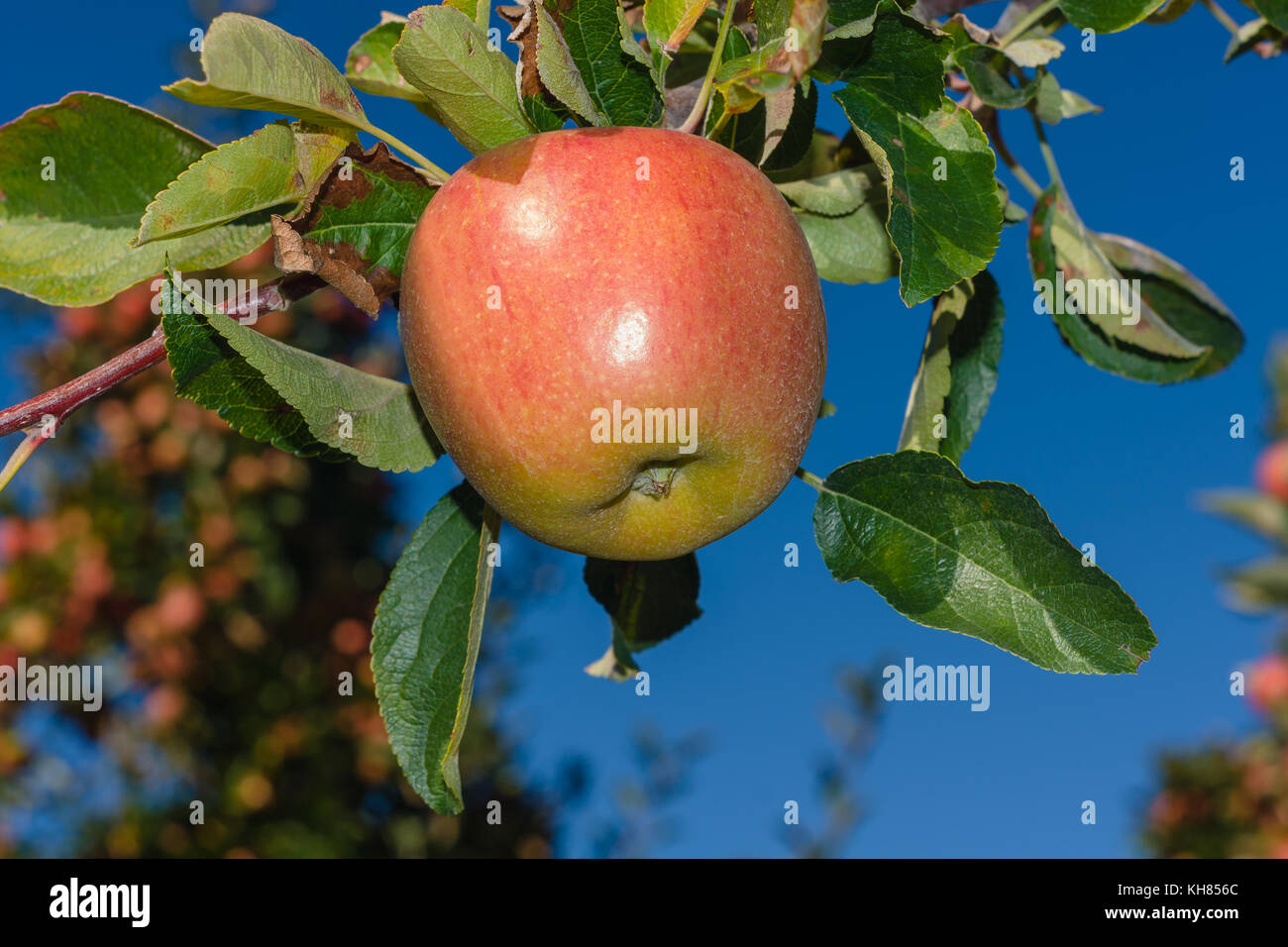 Braeburn dessert apple in an orchard framed against a clear New Zealand blue sky Stock Photo