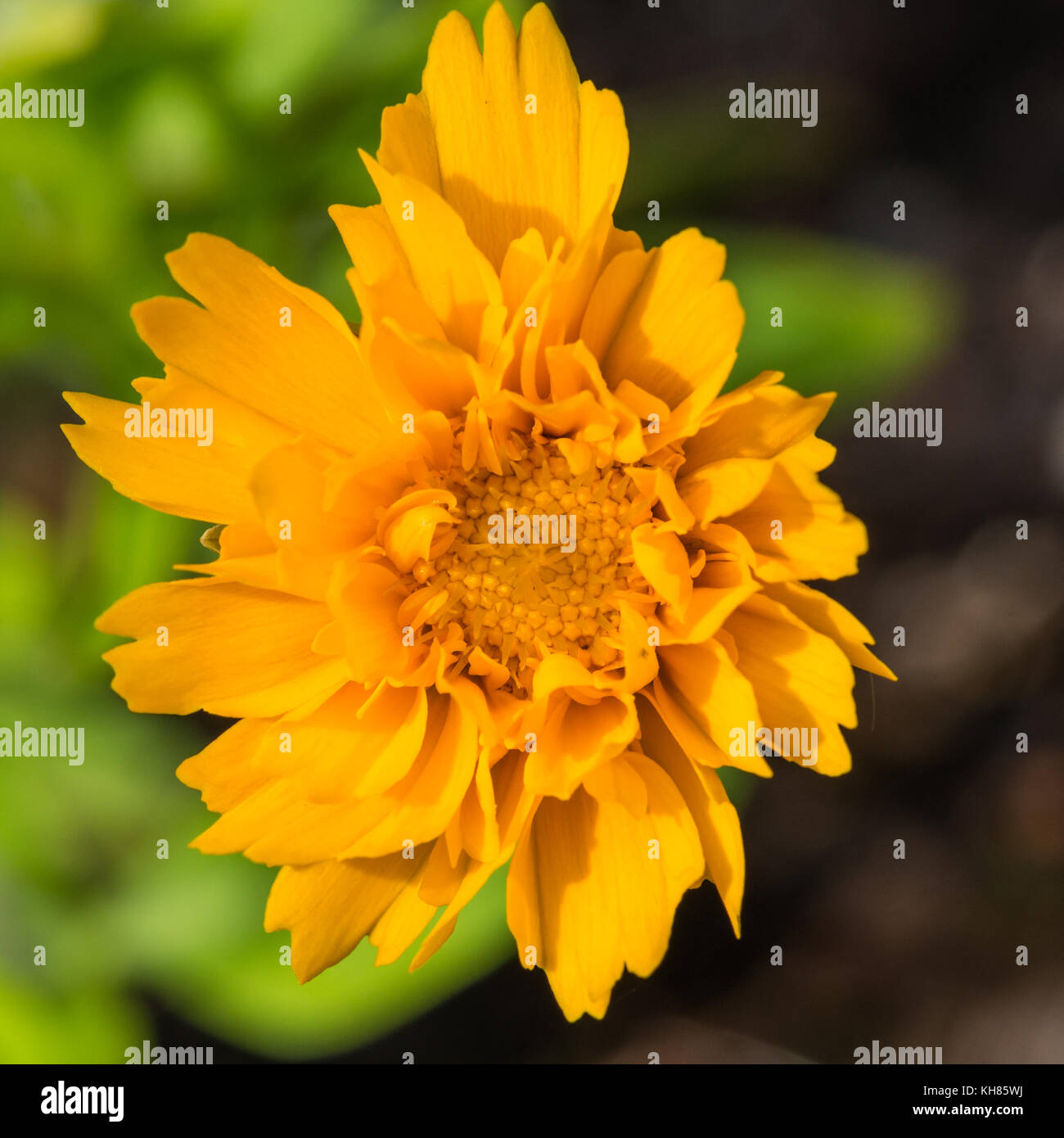 A macro shot of a yellow coreopsis bloom. Stock Photo