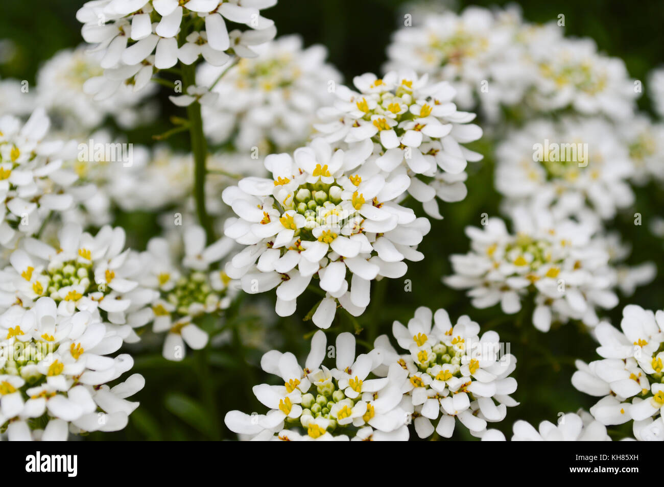 A close up of a bunch of white candytuft flowers. Stock Photo