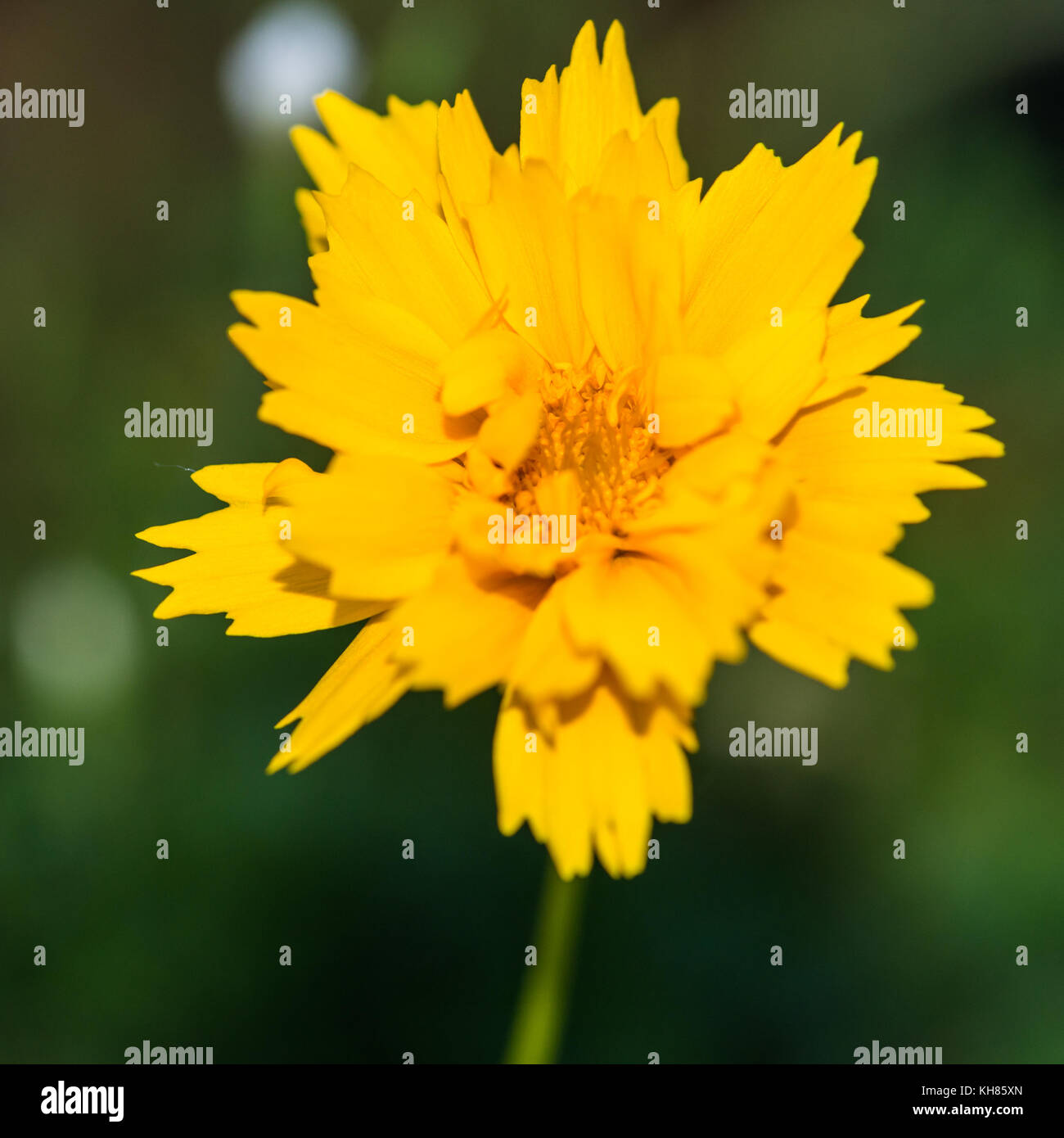 A macro shot of a yellow coreopsis bloom. Stock Photo