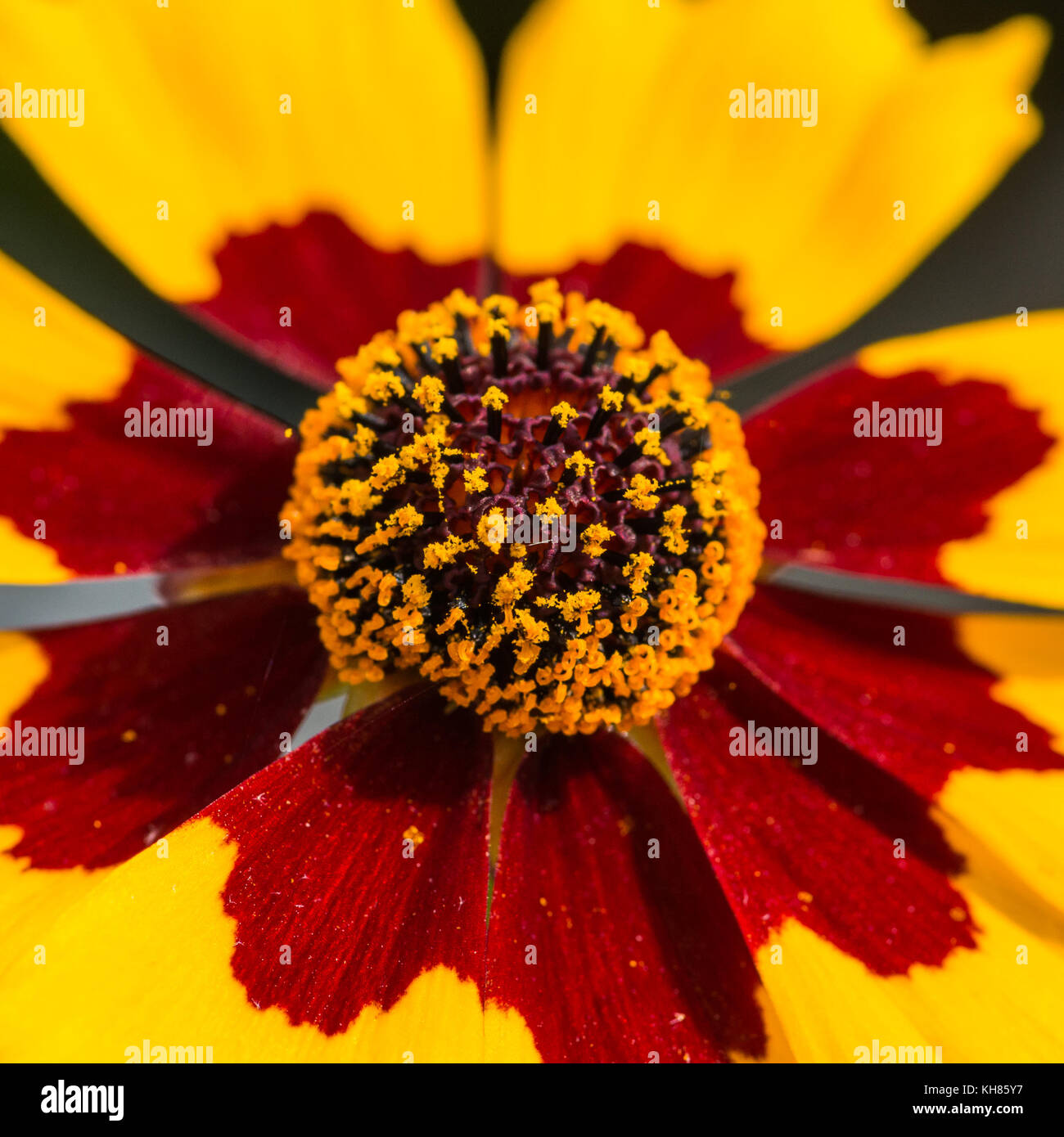 Tickseed coreopsis tinctoria hi-res stock photography and images - Alamy