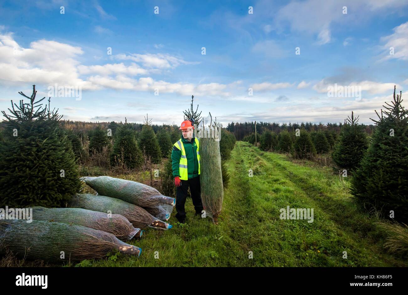 Forestry Commission work supervisor Dale SutherlandRoberts carries a