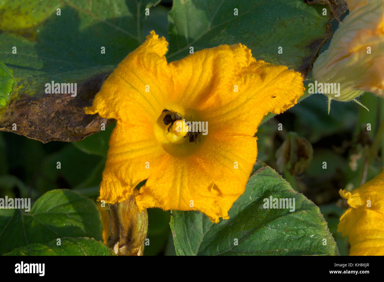 CLOSE UP OF PUMPKIN FLOWER WITH POLLINATING BEES Stock Photo Alamy