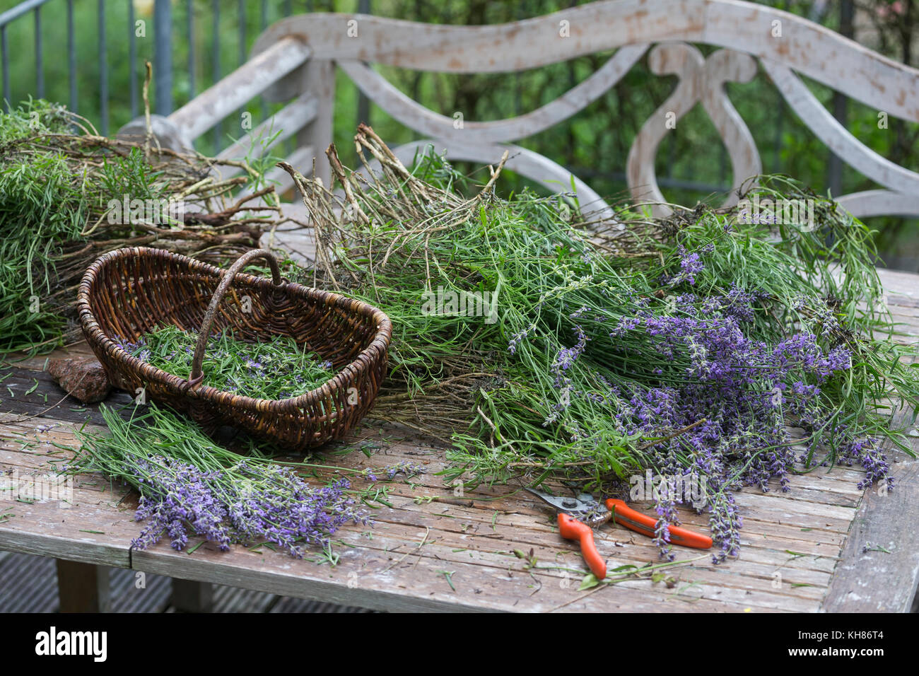 Echter Lavendel, Schmalblättriger Lavendel, Ernte, Kräuterernte, Lavandula angustifolia, Lavandula officinalis, Lavandula vera, Lavender, common laven Stock Photo