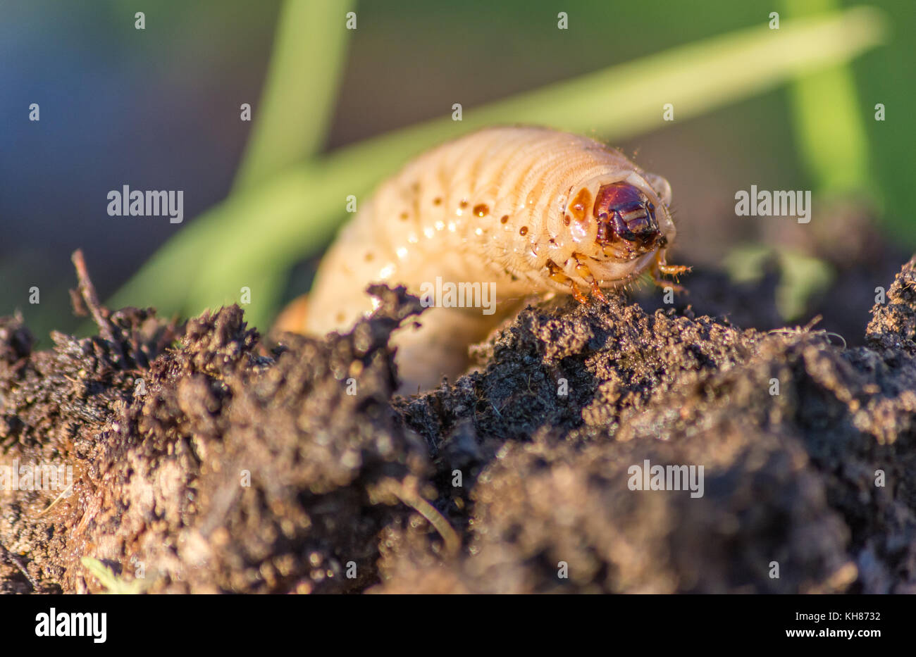 Grub worm hires stock photography and images Alamy