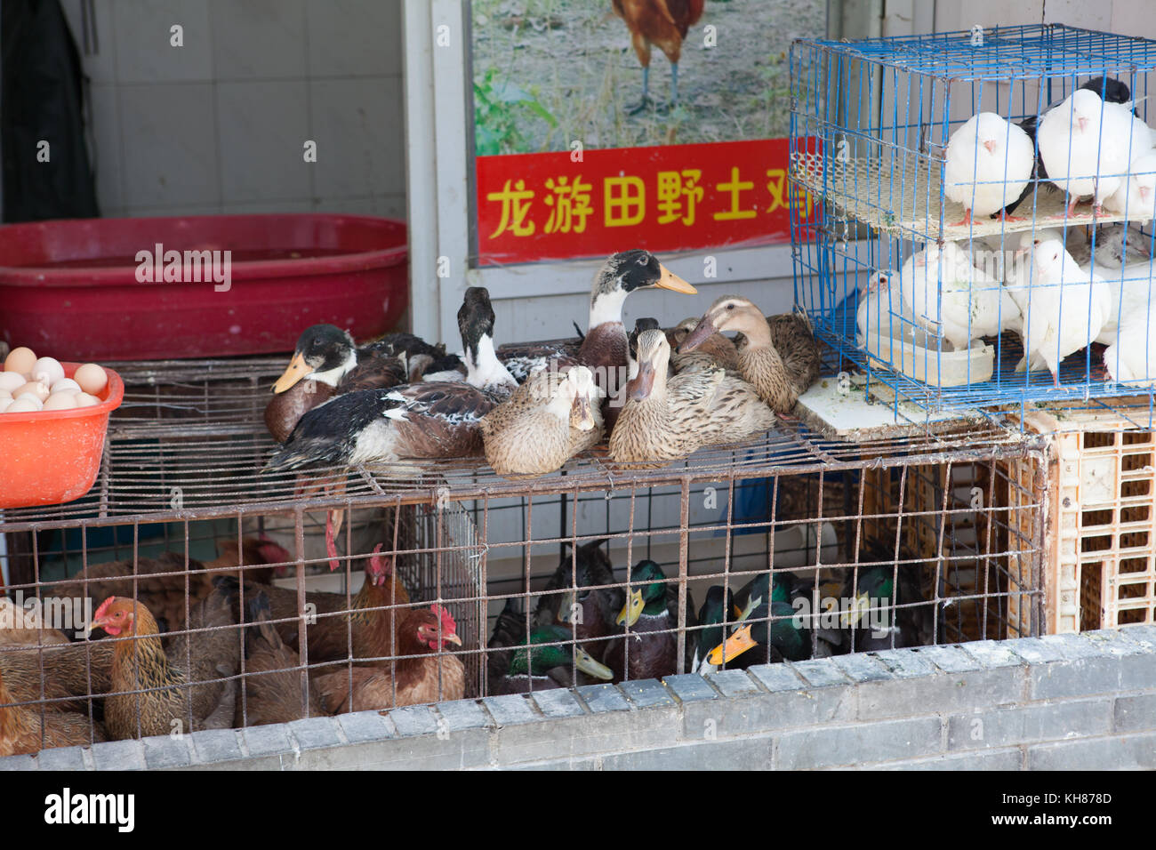 Ducks in Chinese Market Stock Photo Alamy
