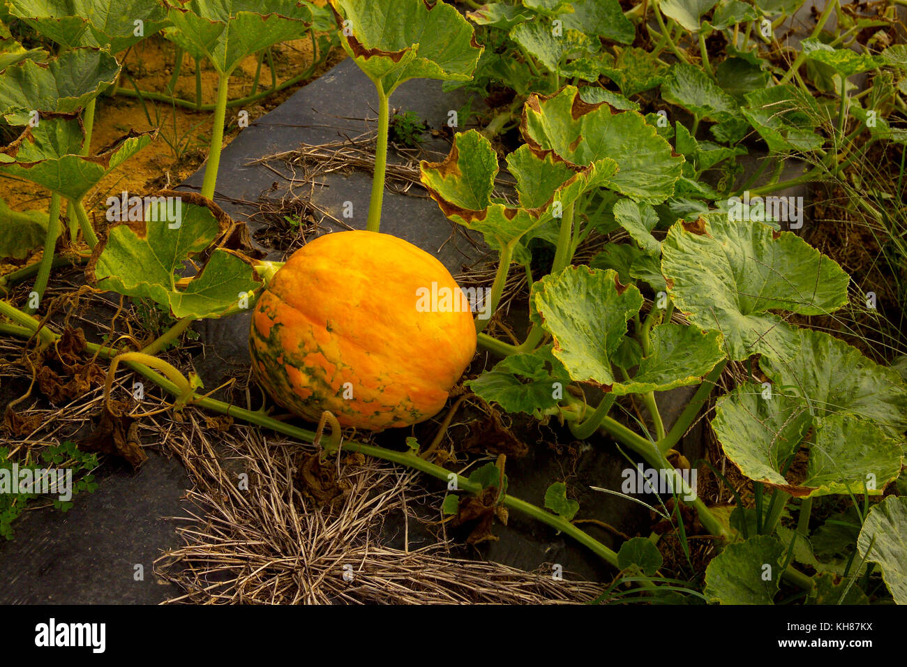 ORANGE PUMPKIN GROWING ON PLANT IN FIELD Stock Photo - Alamy