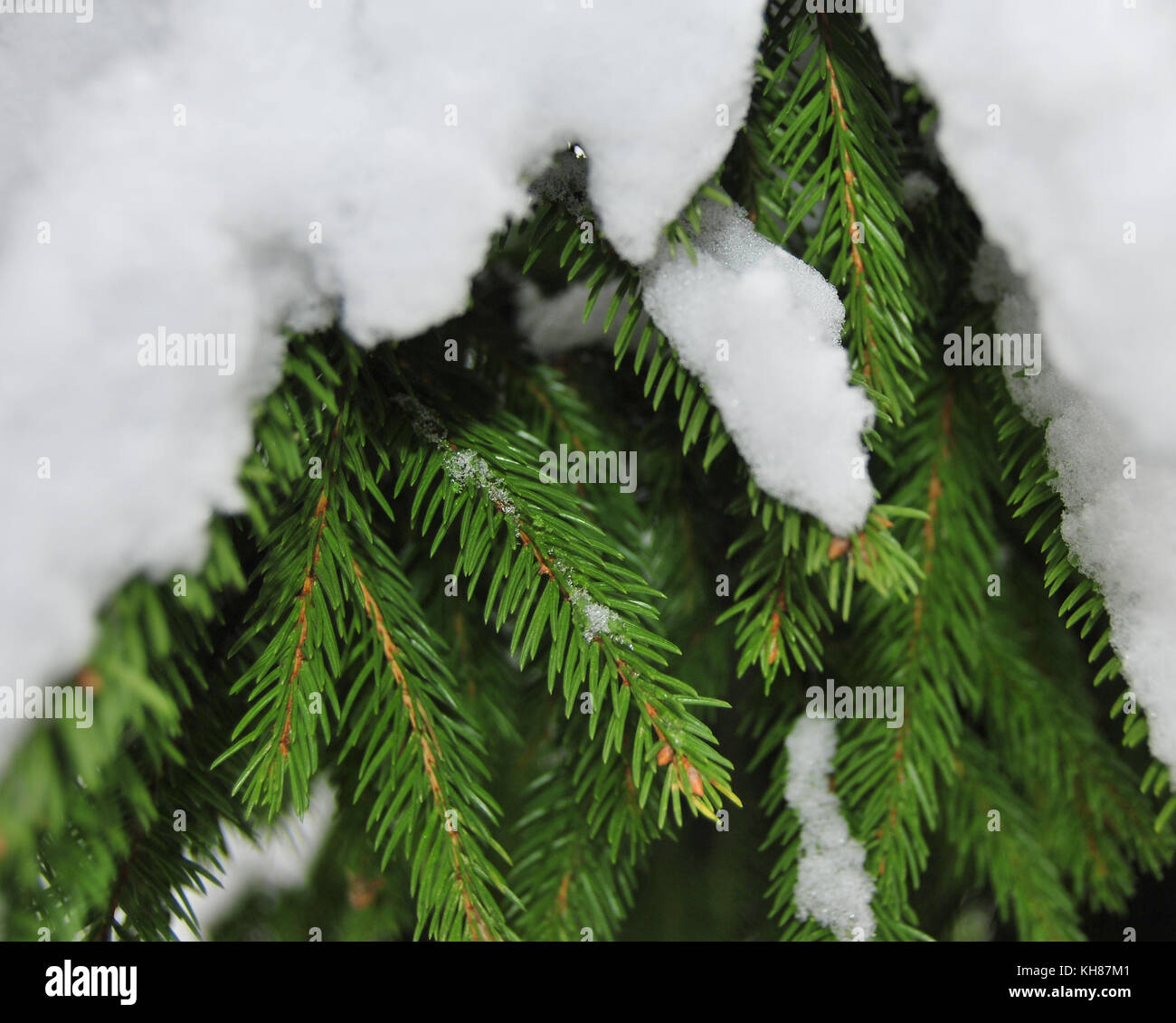 A branch of green spruce covered with white snow Stock Photo