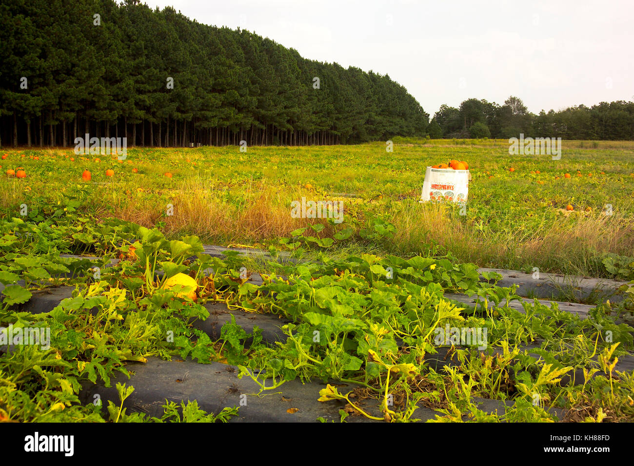 HARVEST READY PUMPKINS IN FIELD Stock Photo - Alamy