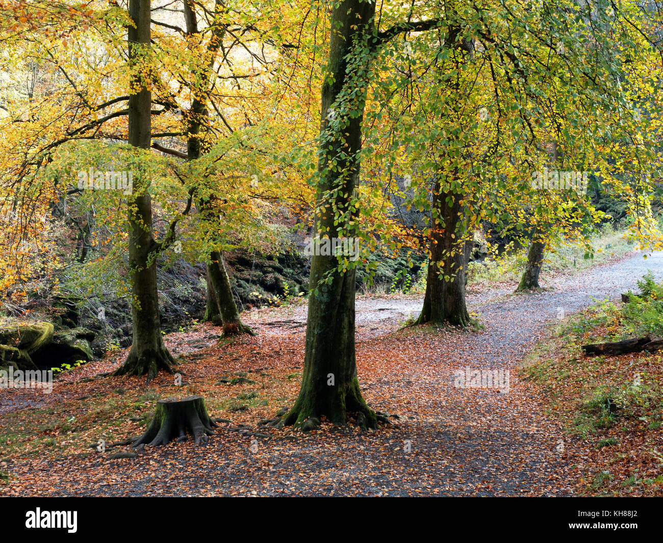 Autumn Trees and Fallen leaves on the Path in Strid Wood at Bolton Abbey North Yorkshire England Stock Photo