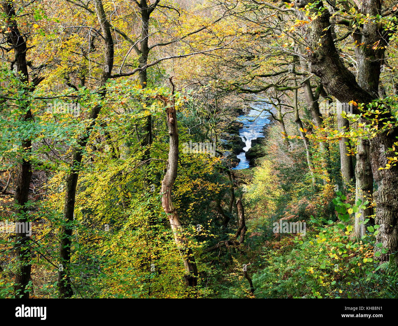 View over The STrid in the River Wharfe from Strid Wood at Bolton Abbey North Yorkshire England Stock Photo