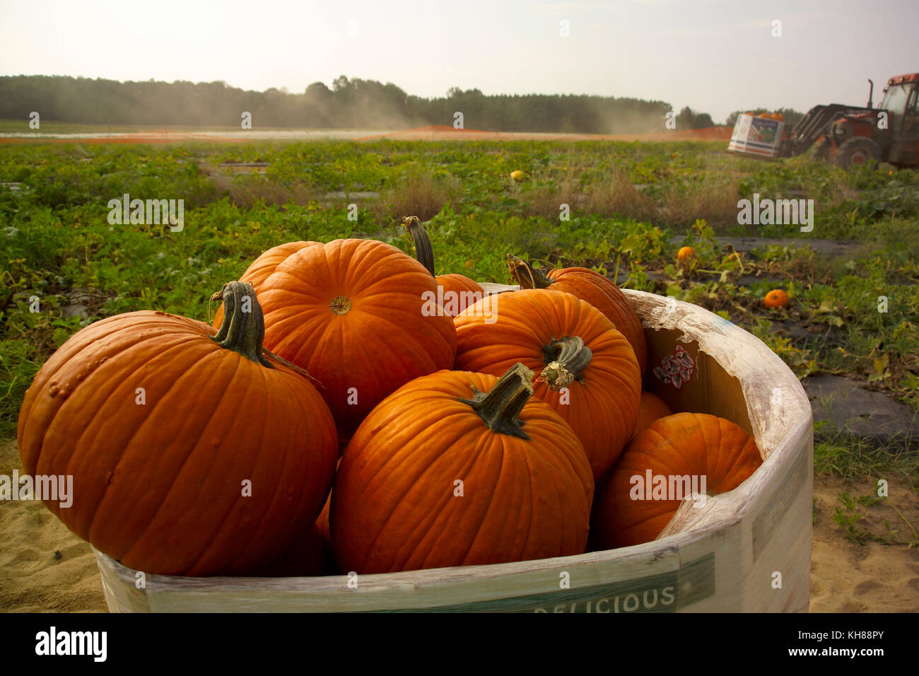 HARVESTED PUMPKINS IN FIELD BOX Stock Photo - Alamy