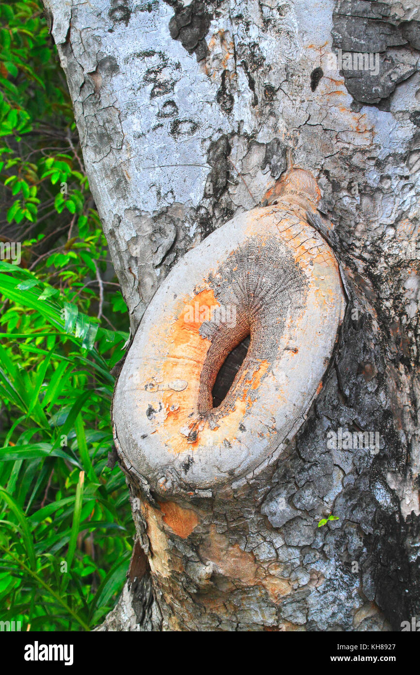 Tree Scarlog Tree scar hi-res stock photography and images - Alamy