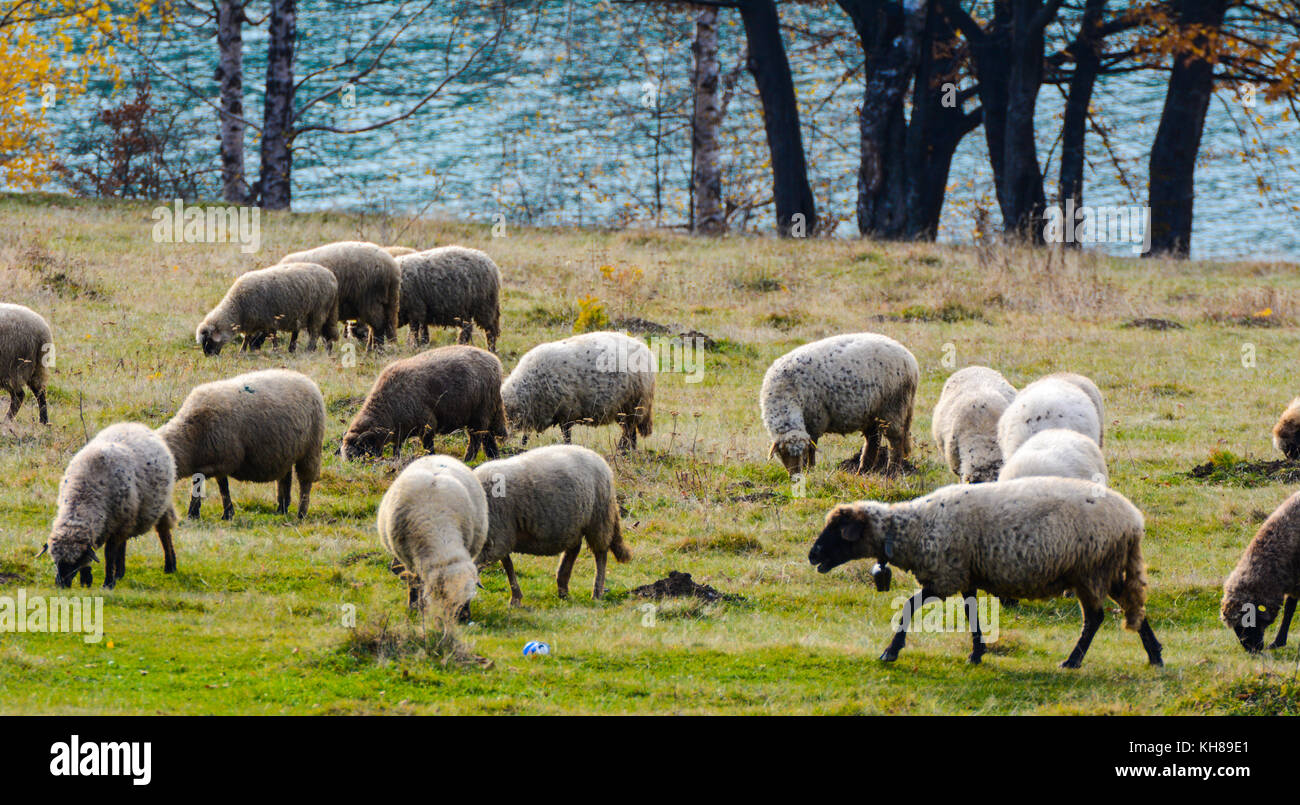 Sheep in the meadow Stock Photo - Alamy