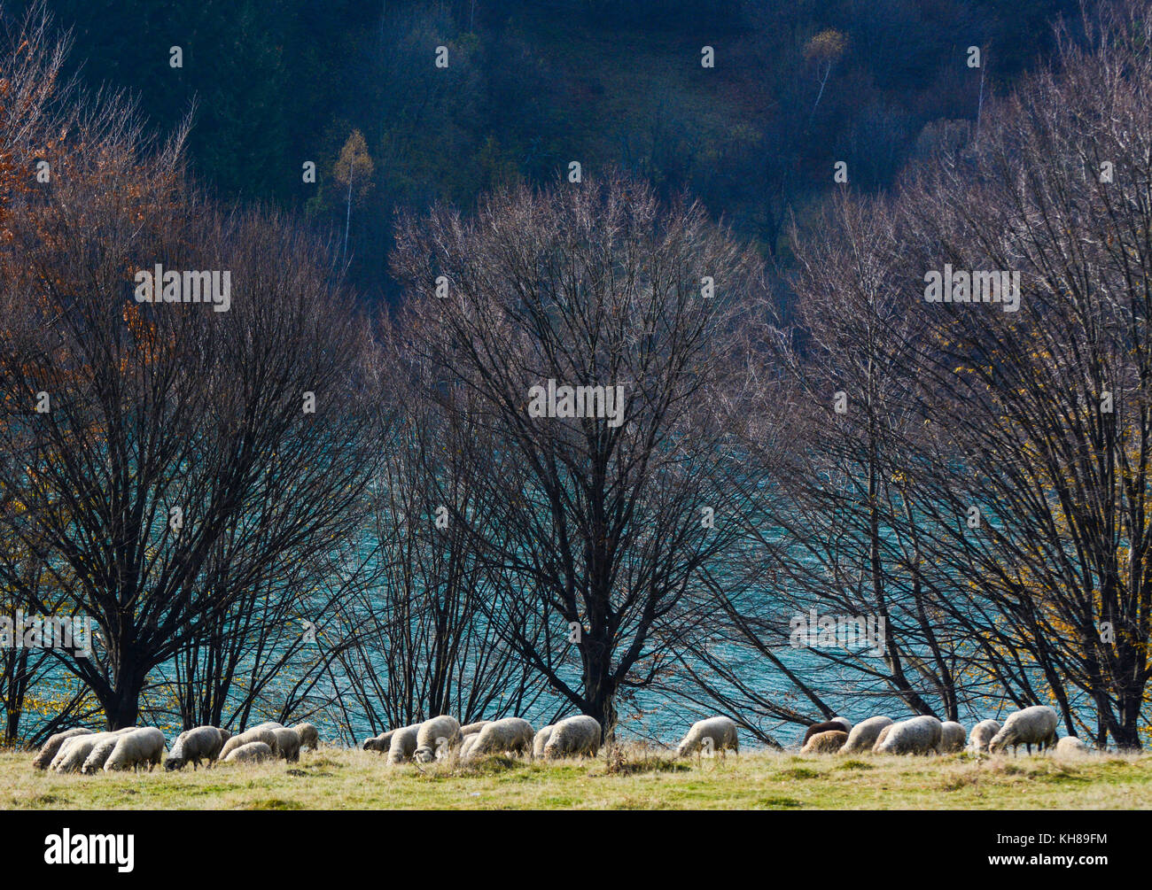 Sheep in the meadow Stock Photo - Alamy