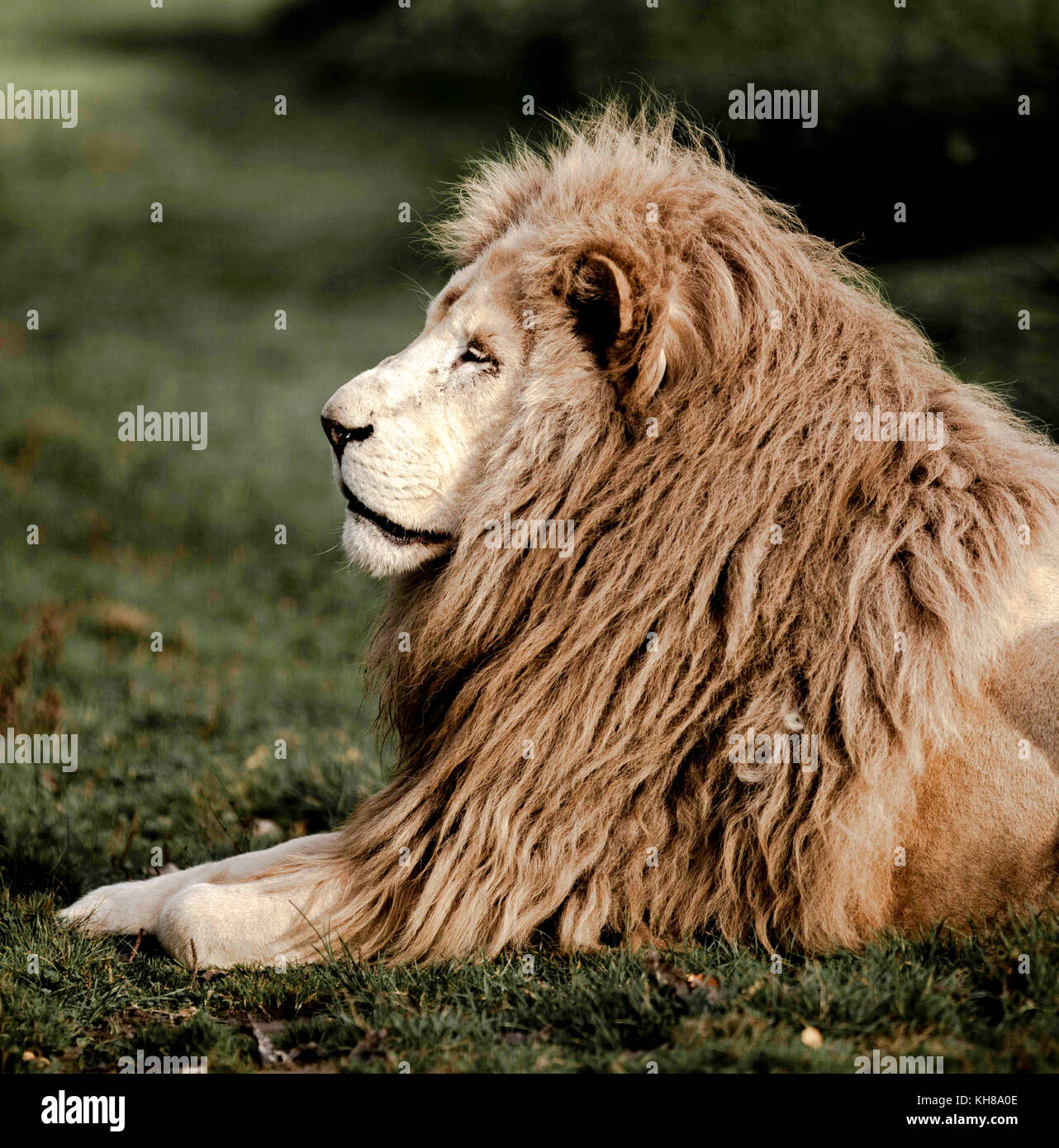 White lion portrait hi-res stock photography and images - Alamy