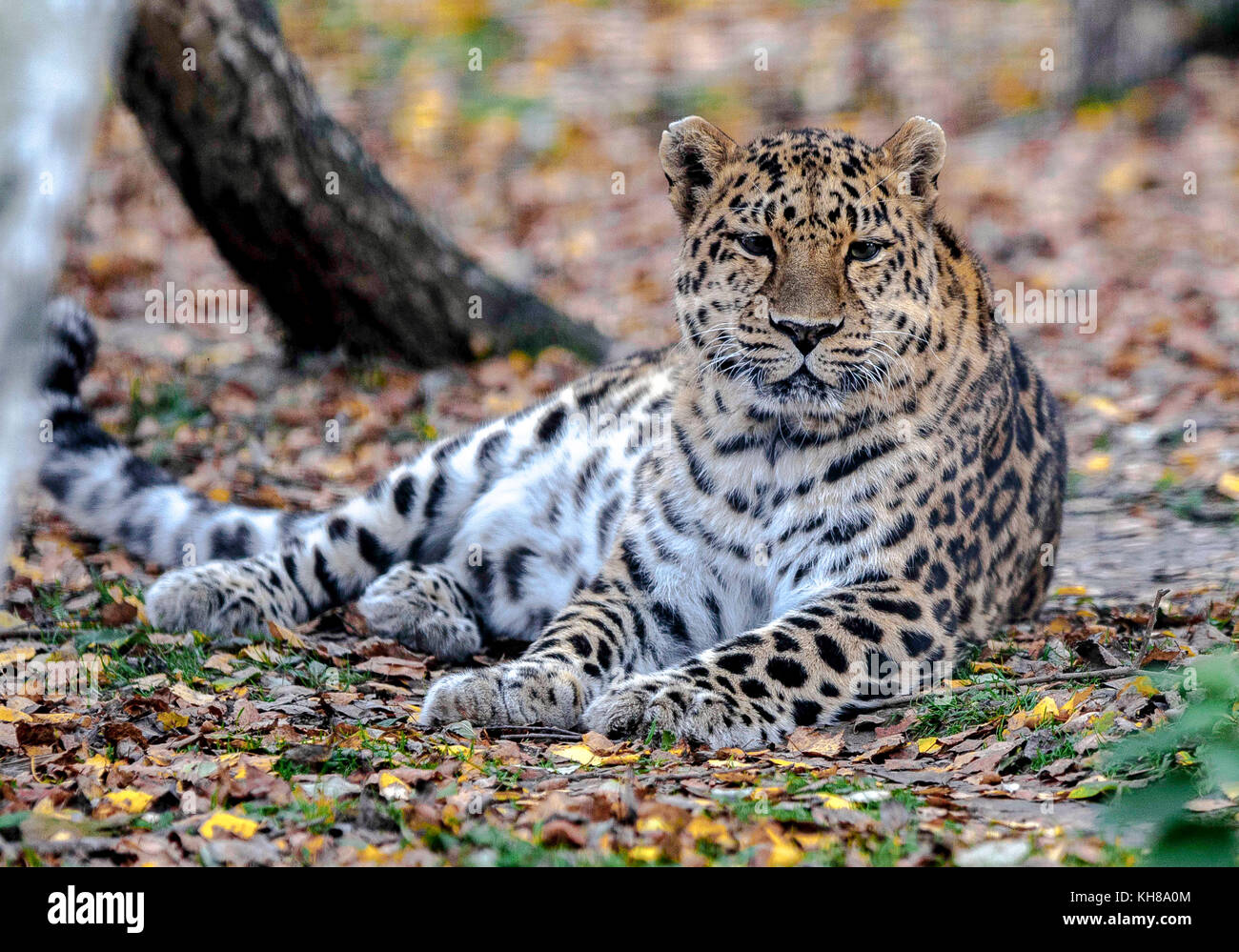 White Lion family Stock Photo Alamy