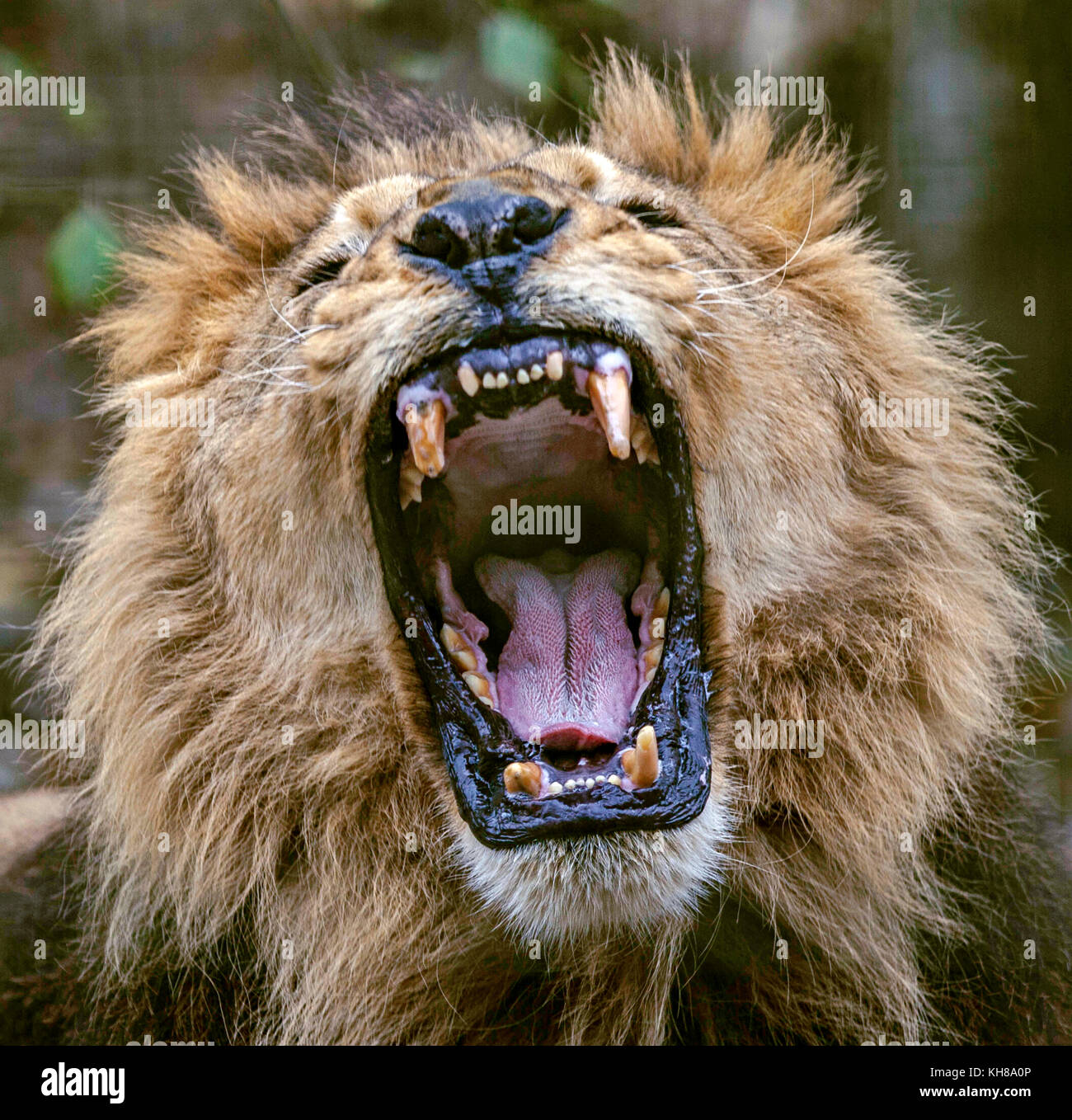 Lion With Open Mouth High Resolution Stock Photography and Images - Alamy