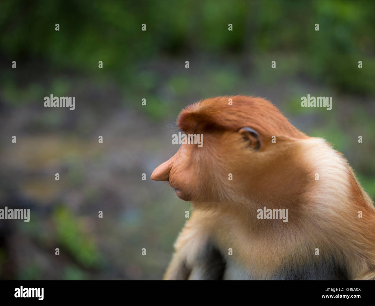 Malaysia, Nosy monkey, Nasalis larvatus, portrait, wildlife, natural park, Asia, cheerful monkey, big nose, Stock Photo