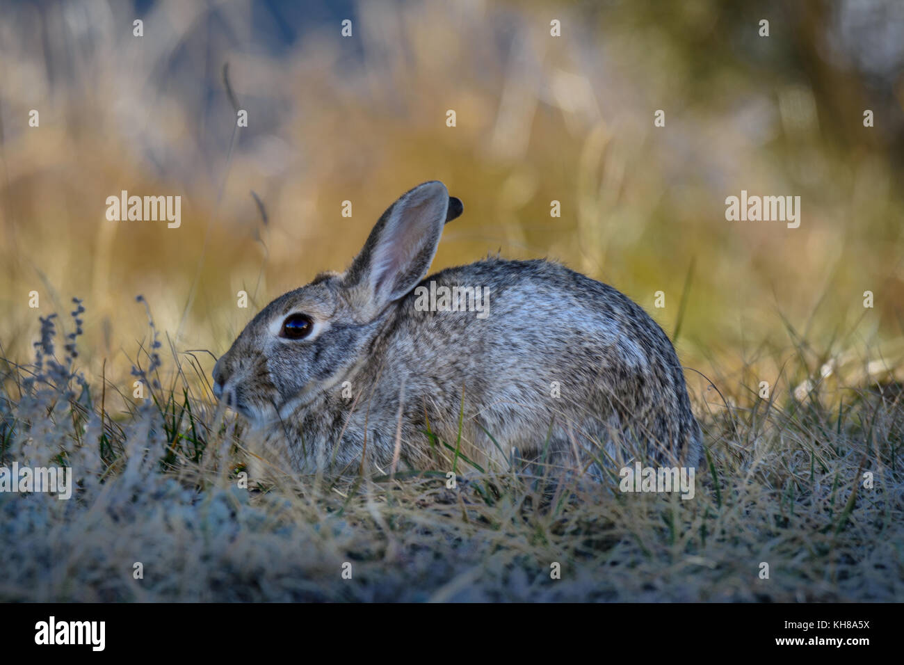 Closeup of a wild cottontail bunny rabbit in the field, meadow. Early morning Stock Photo Alamy