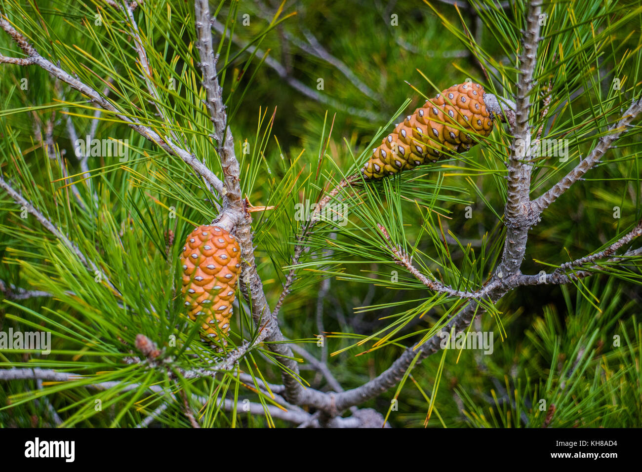 Close up on a maritime pine Stock Photo Alamy