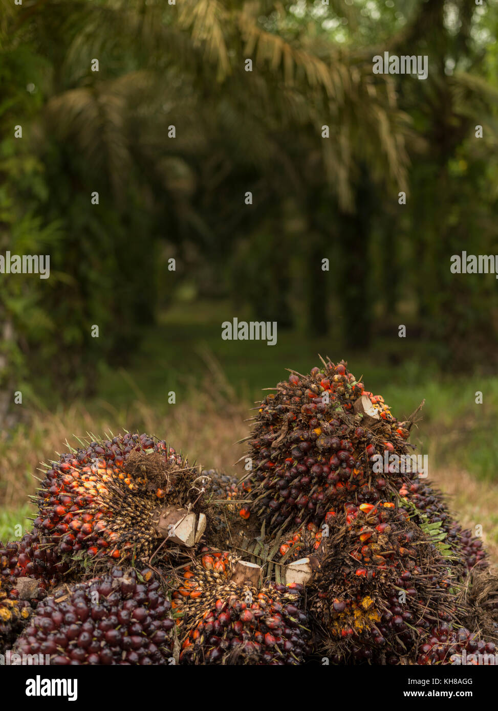 Palm trees, Asia, Indonesia, palm trees, Tropics Stock Photo Alamy