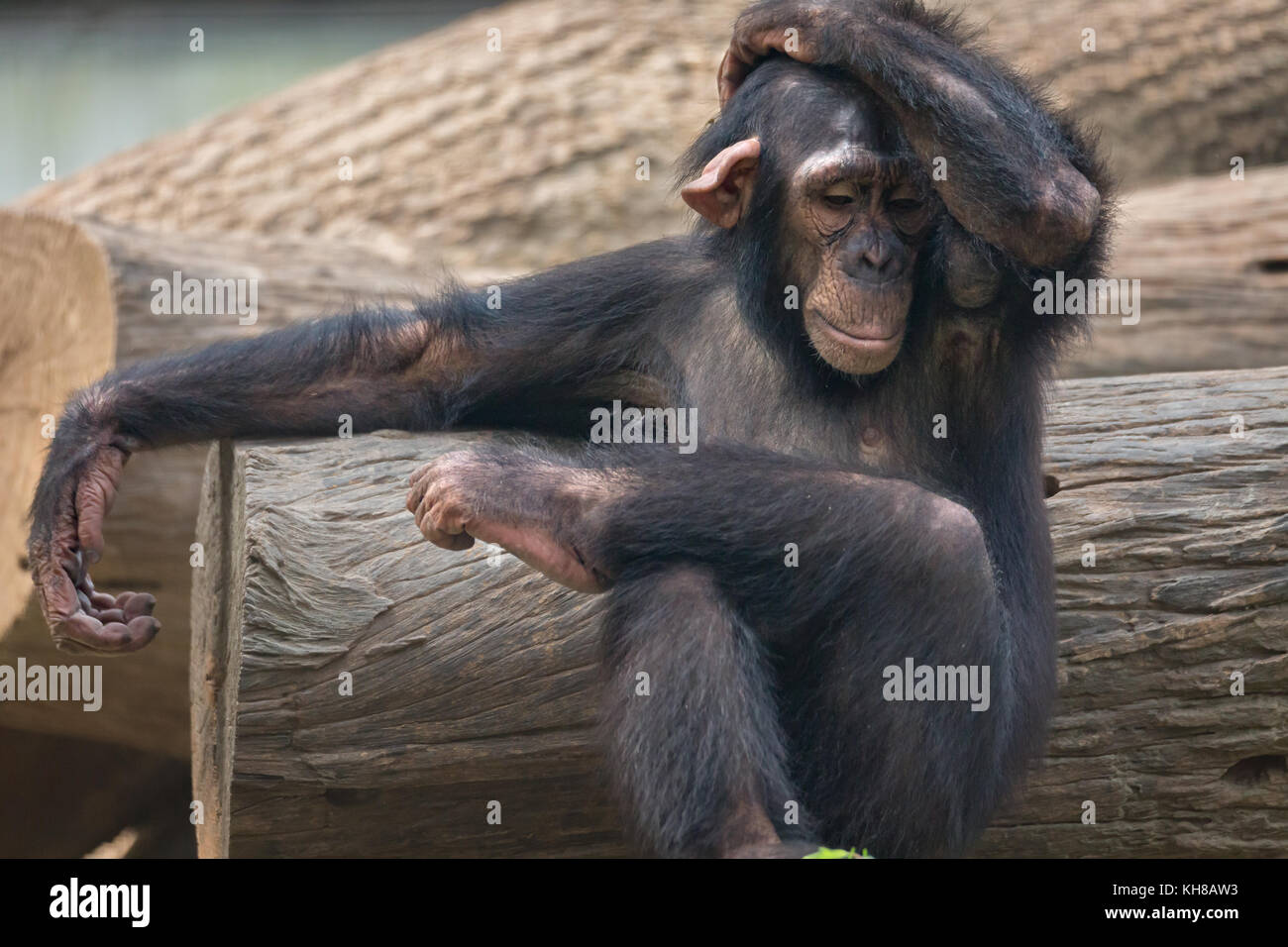 Chimpanzee with an expression of dejection. Chimps are primates that exhibit behavioral traits close to that of humans. Stock Photo