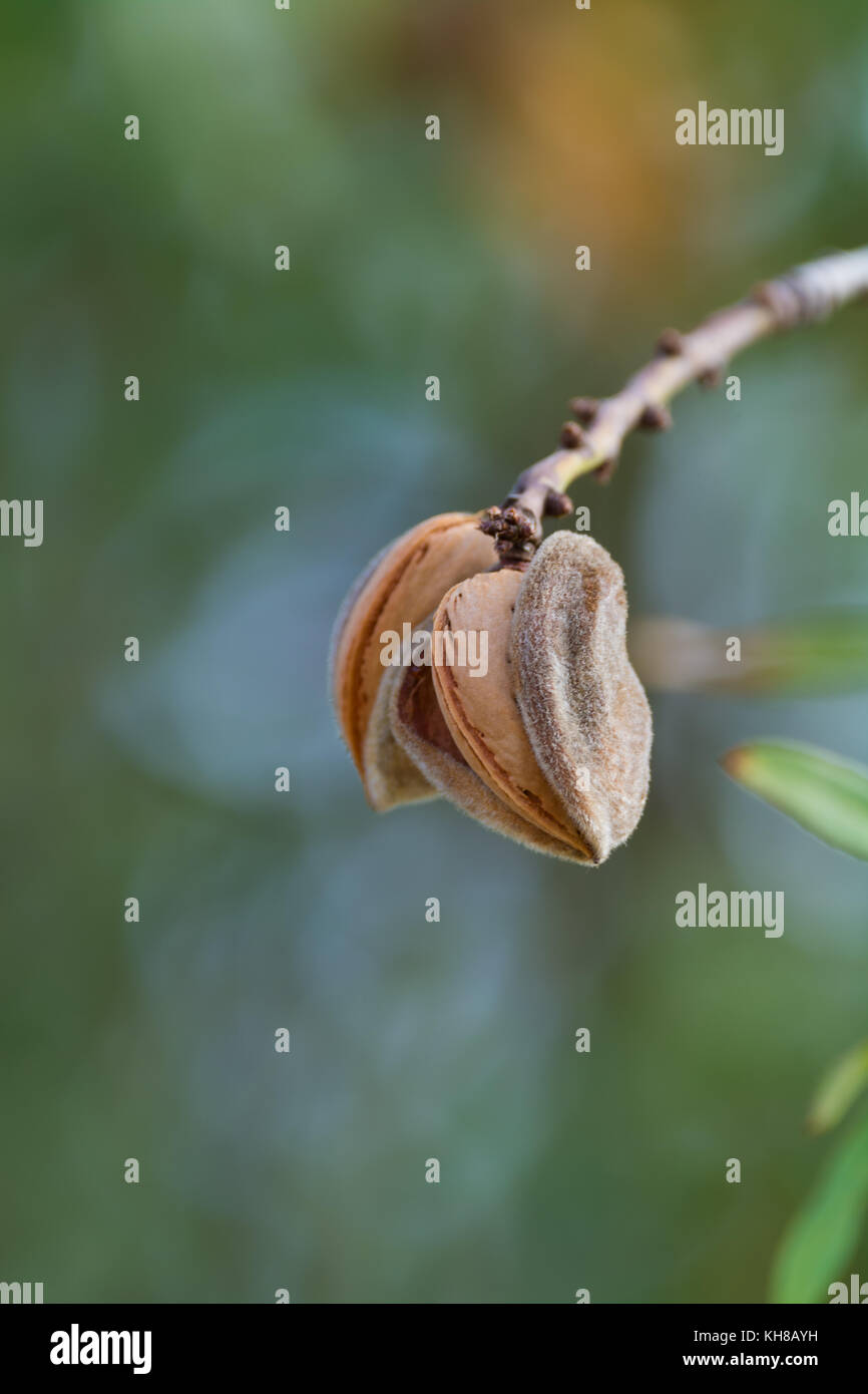 Ripe almonds nuts on the tree ready to harvest and eat Stock Photo - Alamy