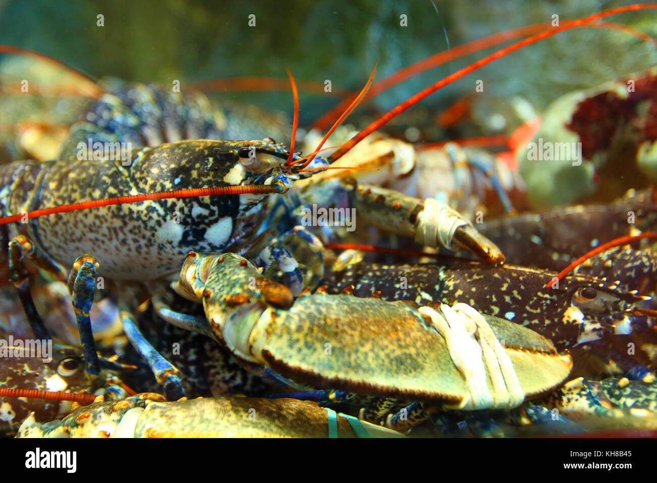 Lobster fish tank hires stock photography and images Alamy