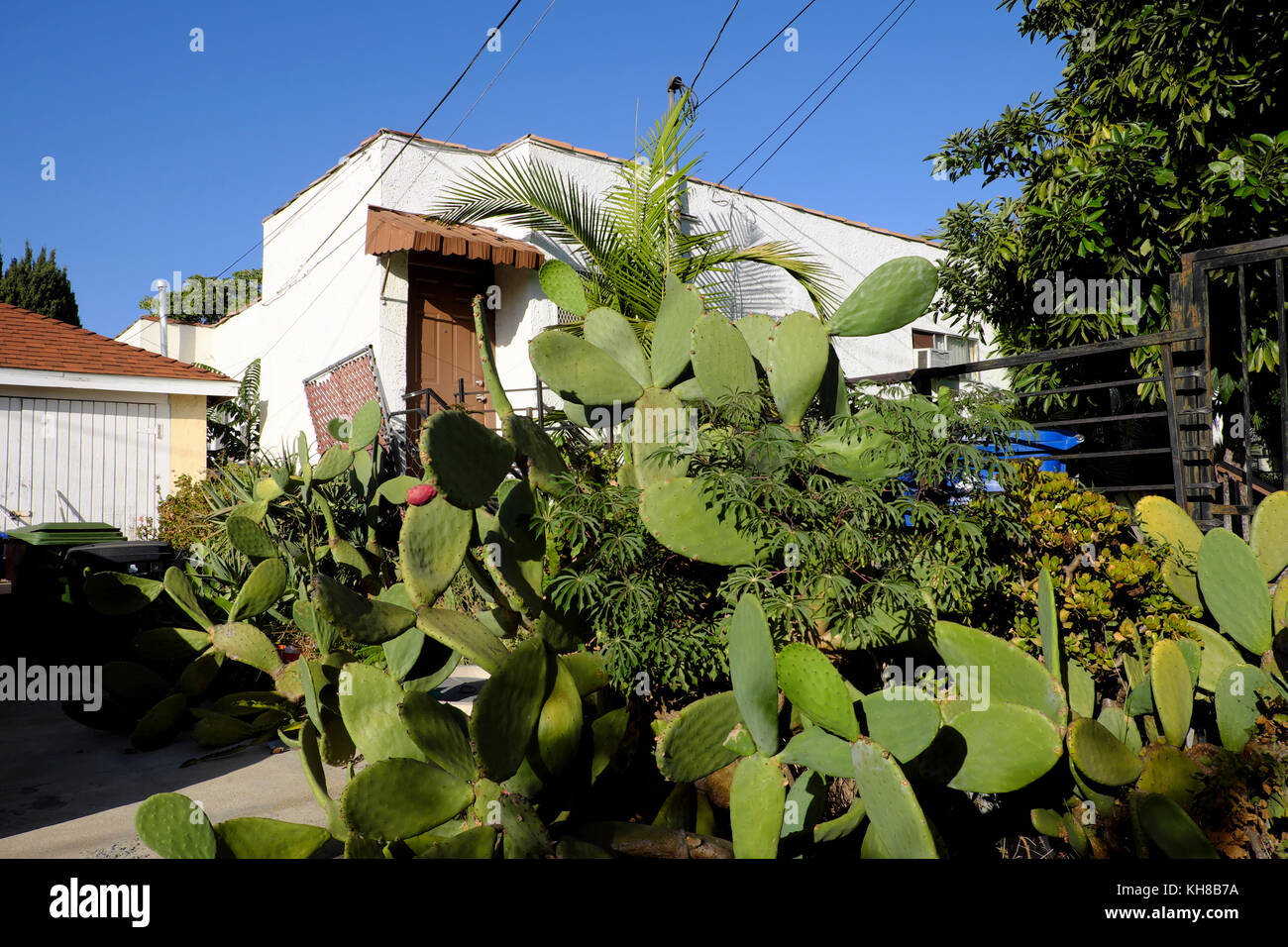 Nopal cactus plant growing outside a house in Los Feliz, Los Angeles