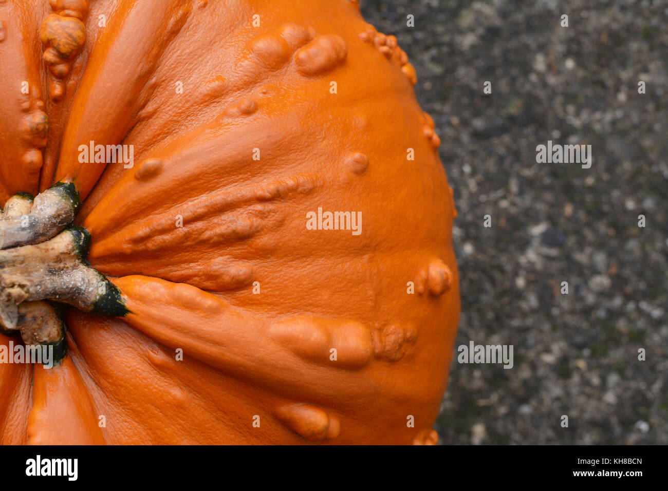 Close crop of deep orange warty pumpkin for Halloween on concrete path Stock Photo