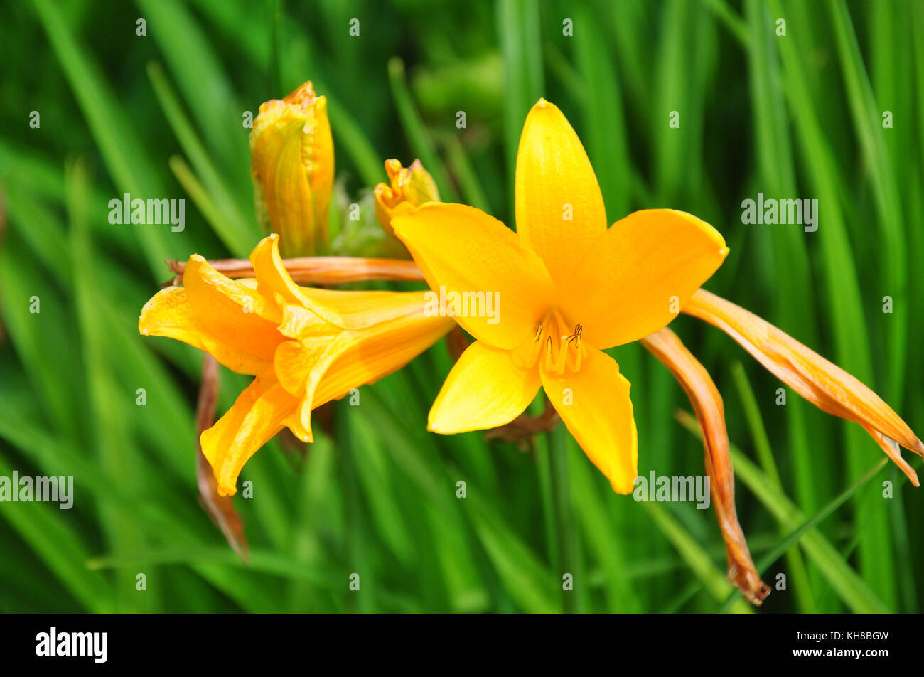 Daylily (Hemerocallis esculenta) Stock Photo