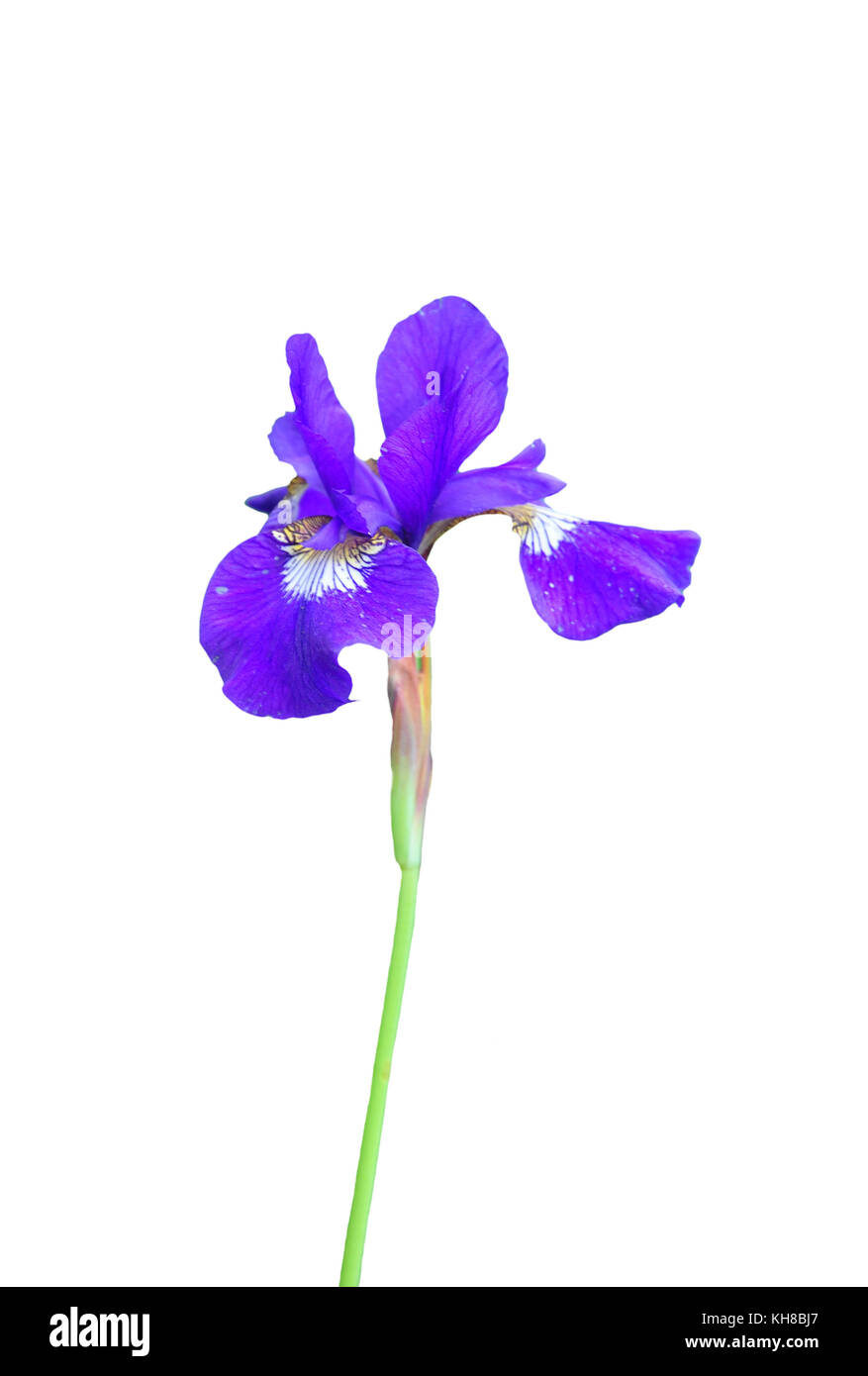 Blue flag (Iris orientalis) Stock Photo