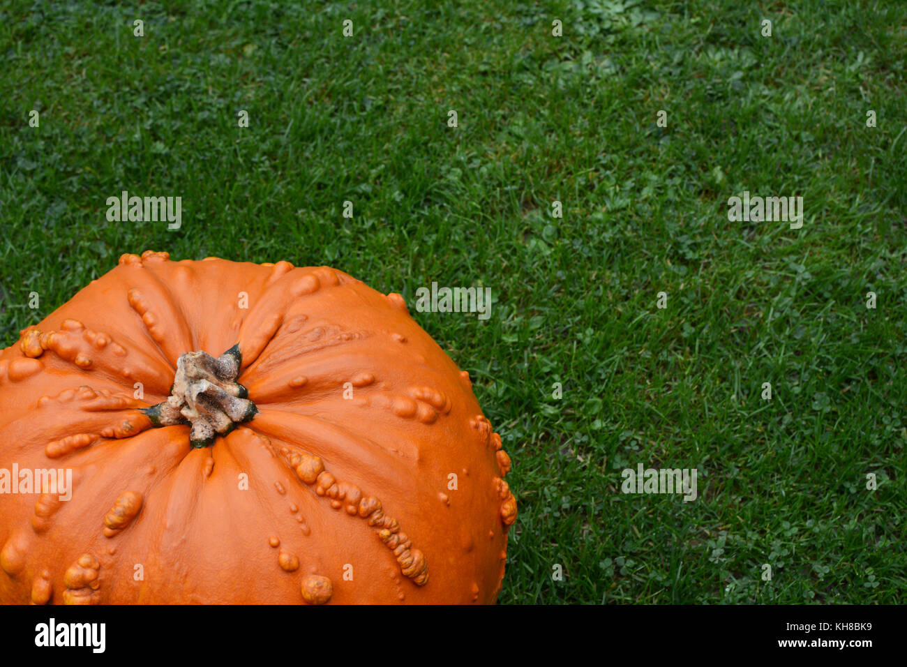 Bright orange warty pumpkin on lush green grass, with copy space Stock Photo